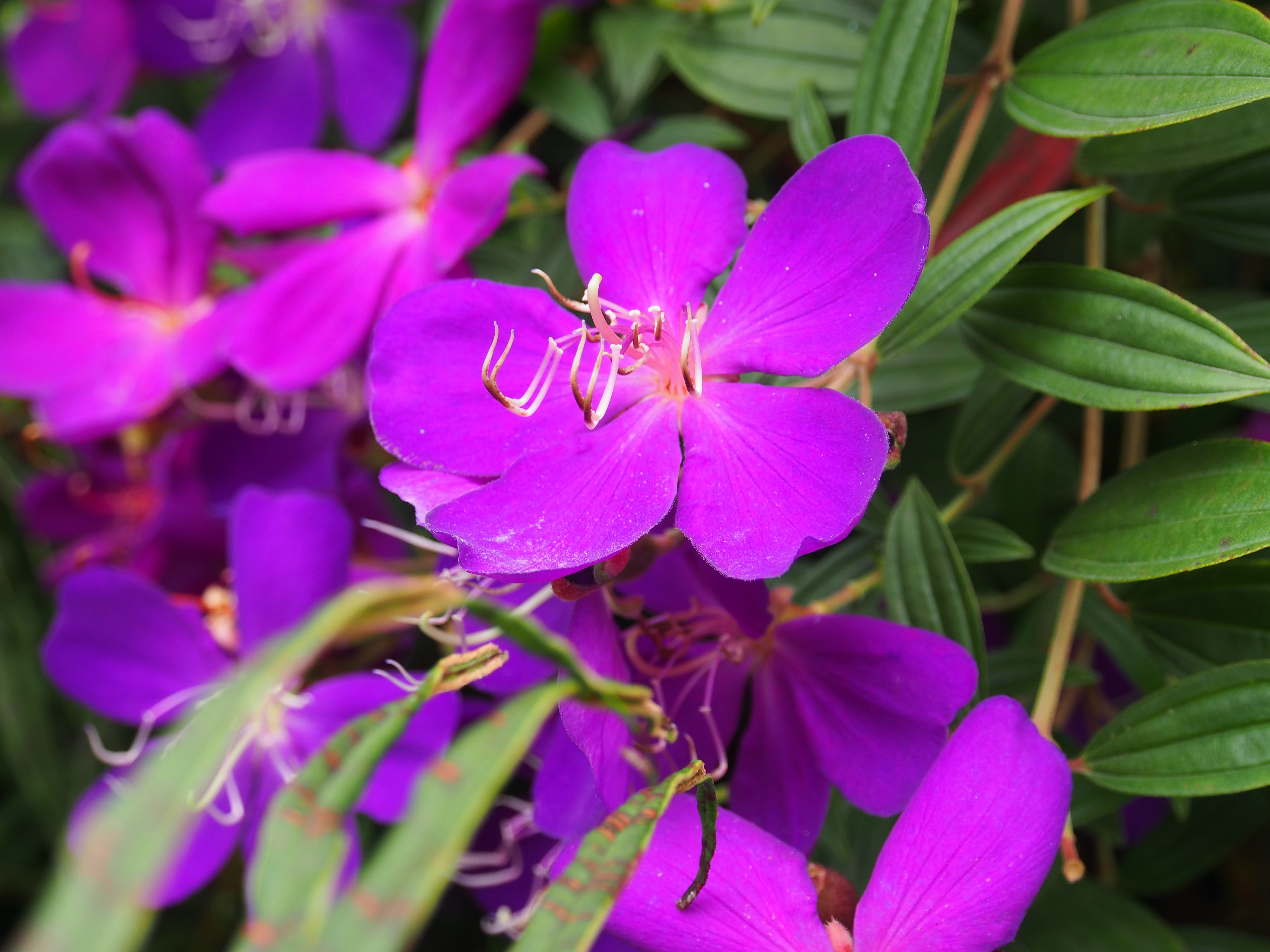 nature, close-up, flowers, pollen, beauty in nature, no people, freshness, leaf, fragility, pink color, violet, purple flower, outdoors, growth, pollination, HD Wallpaper