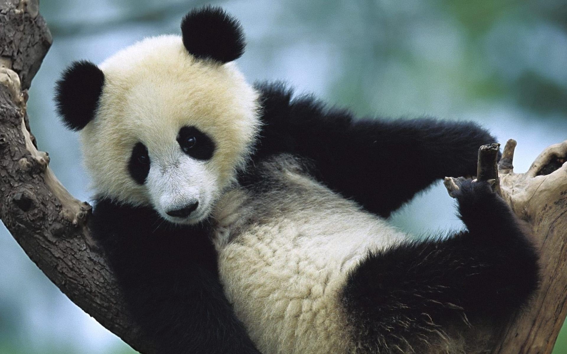 herbivorous, panda - Animal, black Color, bamboo - Plant, vertebrate, spotted, animals And Pets, focus on foreground, 1080P, cute, tree, endangered Species, HD Wallpaper