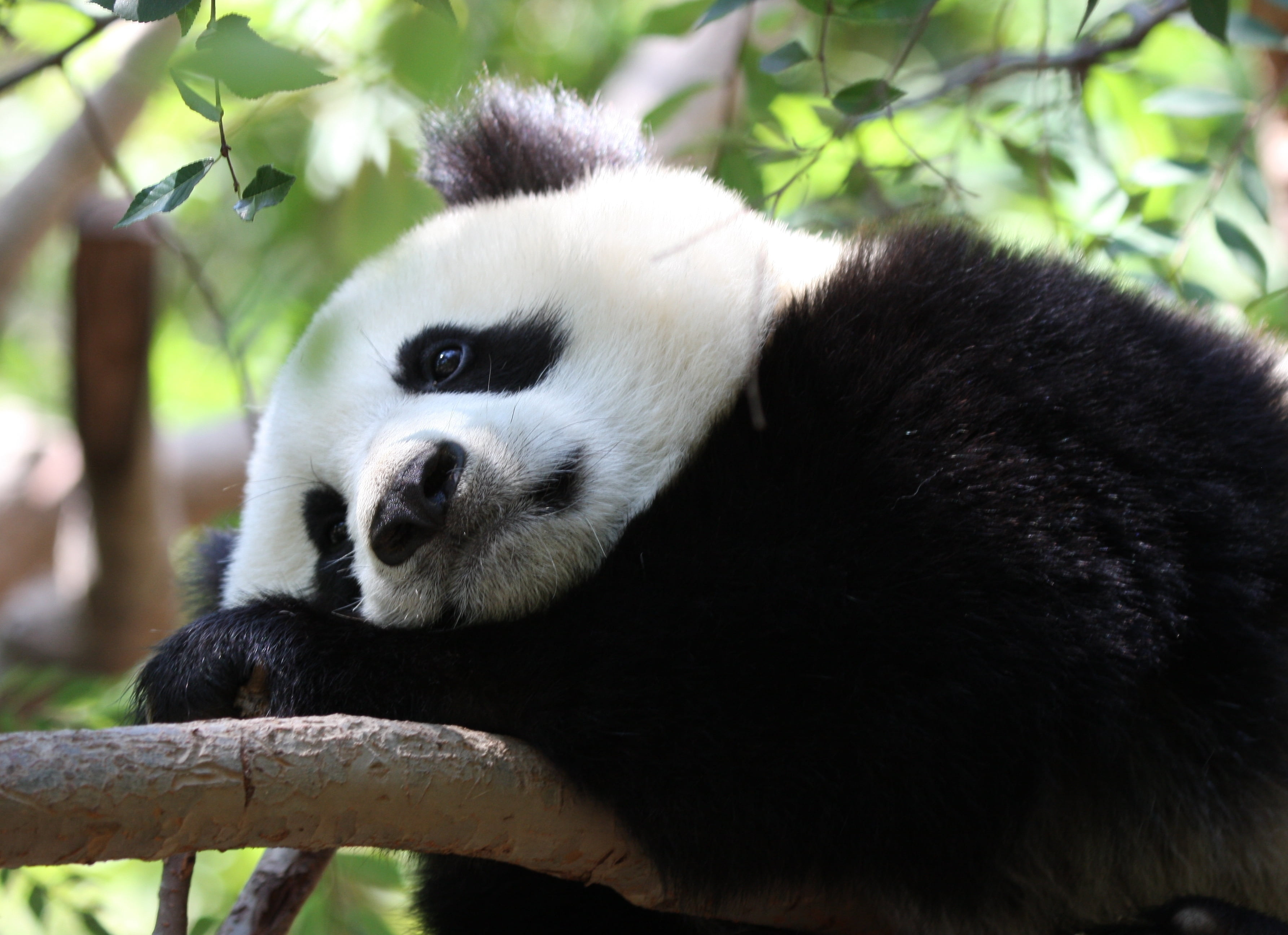 relaxation, spots, bamboo Shoot, animals In The Wild, panda - Animal, cute, bamboo - Plant, asia, zoo, focus on foreground, wildlife, one Animal, panda, HD Wallpaper