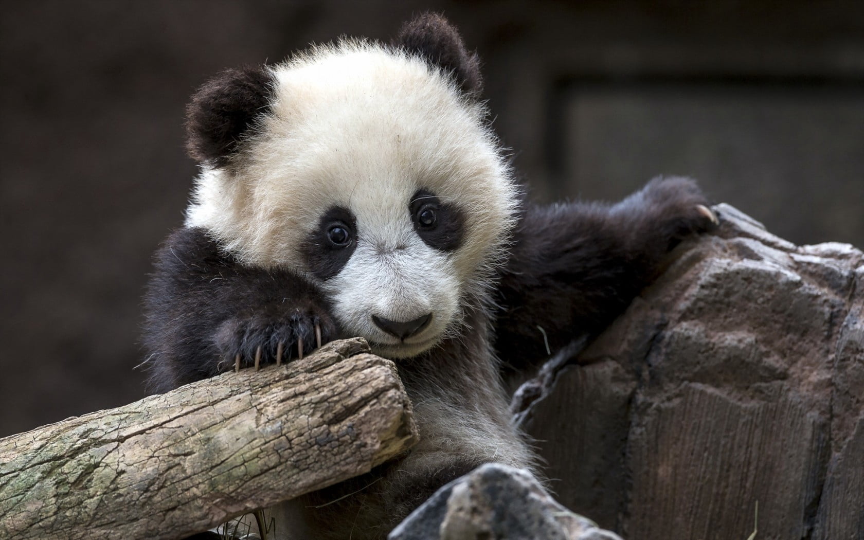black, close-up, looking, day, outdoors, bear, one Animal, bamboo - Plant, wood - material, giant Panda, animals In The Wild, fur, black Color, wildlife Reserve, HD Wallpaper