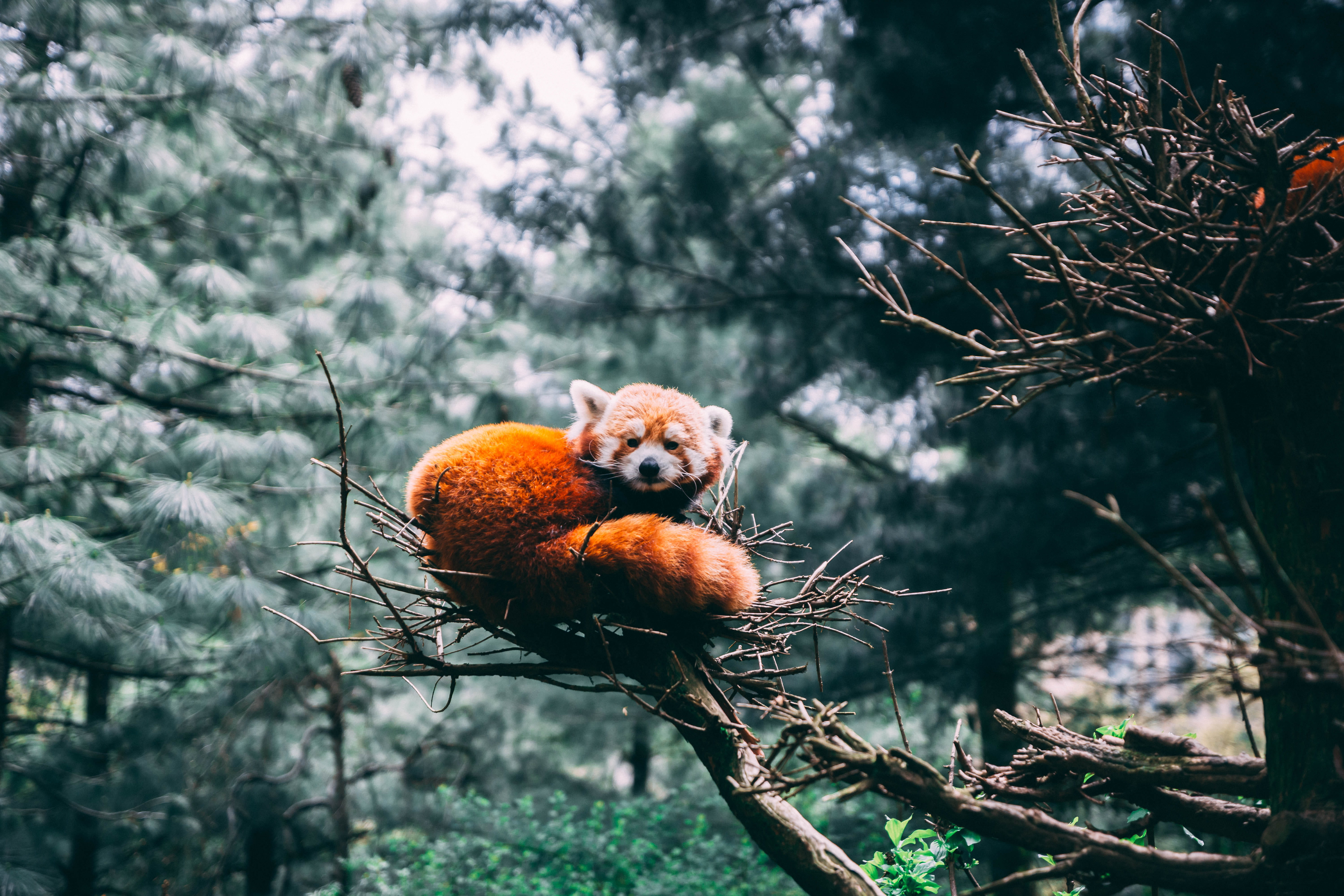 animal wildlife, land, forest, nature, selective focus, two animals, animals in the wild, giant panda, vegetation, animal, outdoors, low angle view, group of animals, HD Wallpaper