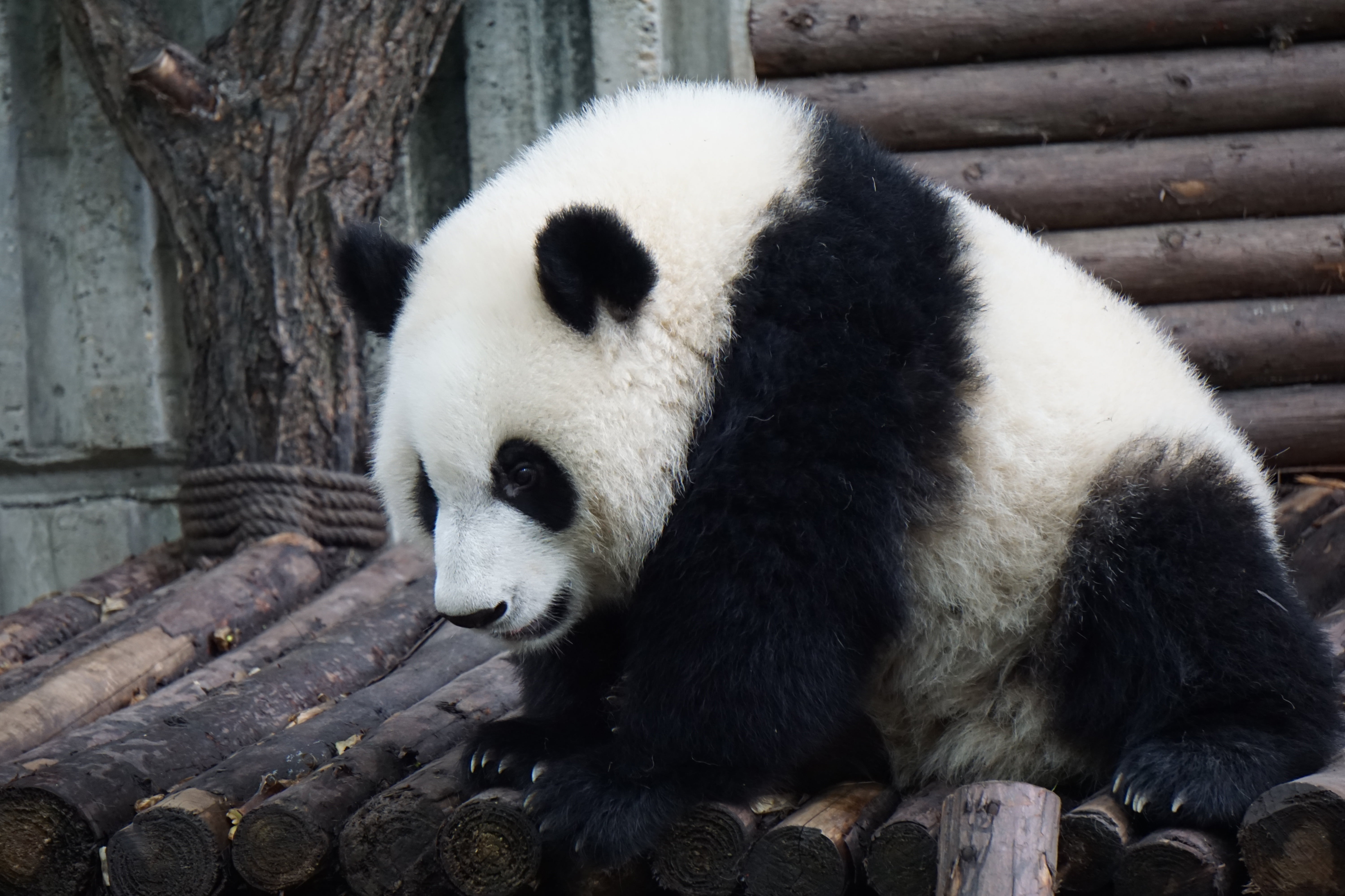 asia, white, animal wildlife, animals And Pets, wood - material, herbivorous, mammal, outdoors, eating, vertebrate, no People, day, sichuan Province, black Color, HD Wallpaper