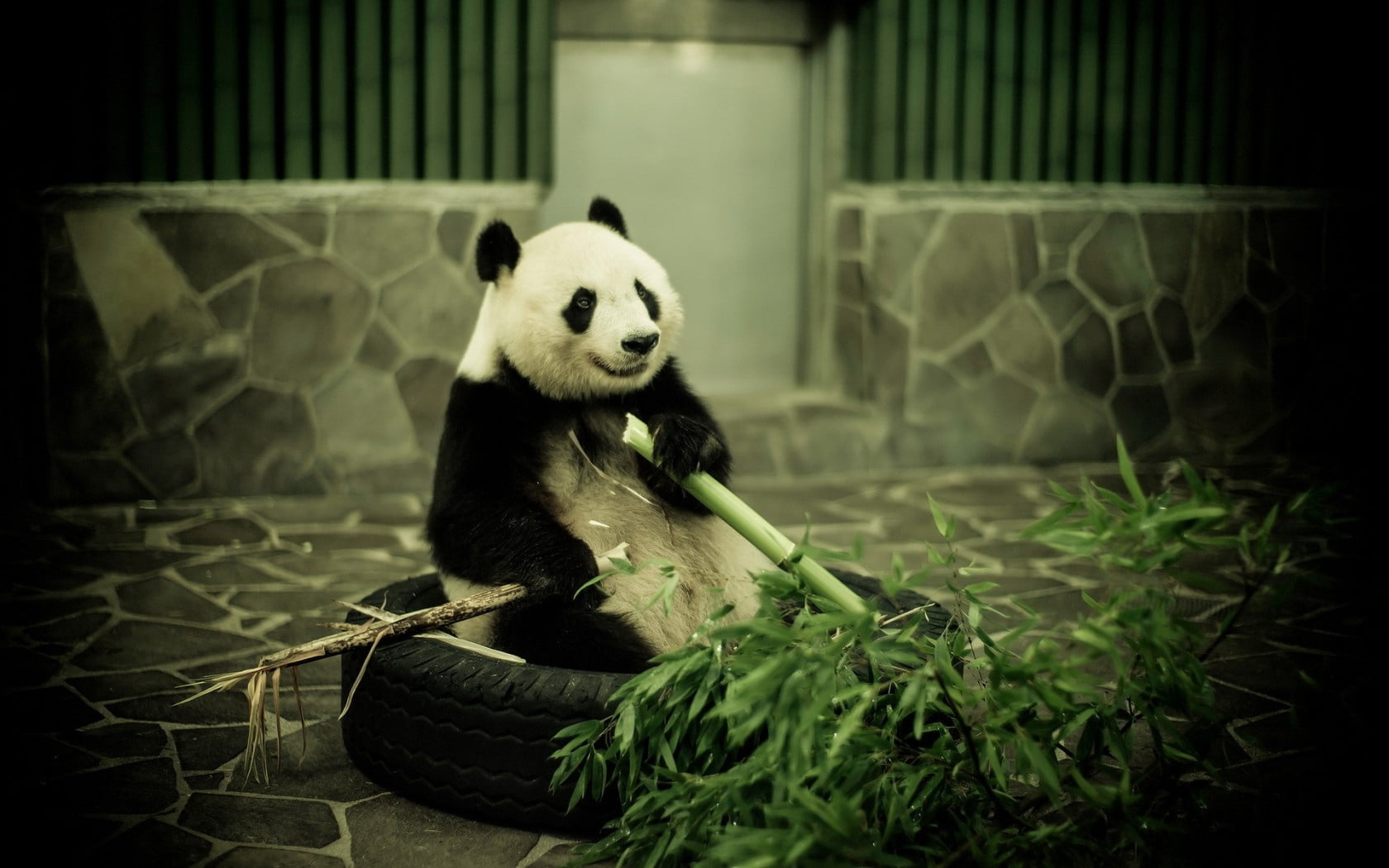 bamboo, white, green Color, bamboo - Plant, animal, wildlife, focus on foreground, chinese Culture, zoo, animal wildlife, fur, plant, bamboo Shoot, chengdu, HD Wallpaper