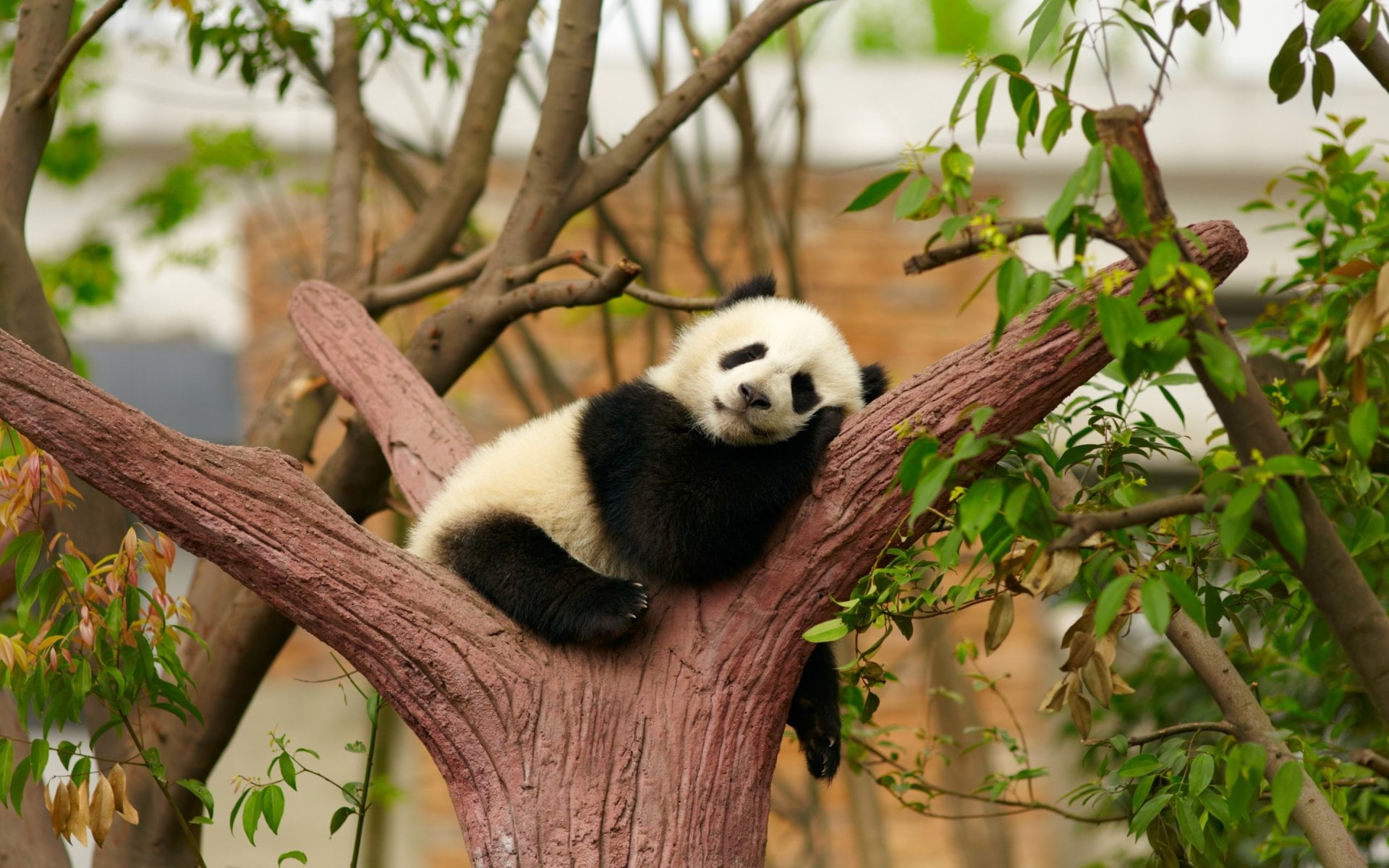 nature, mammal, one animal, outdoors, Sleeping, no people, Bear, vertebrate, plant part, Baby Animal, leaf, white, animal themes, 1080P, day, animals in the wild, HD Wallpaper
