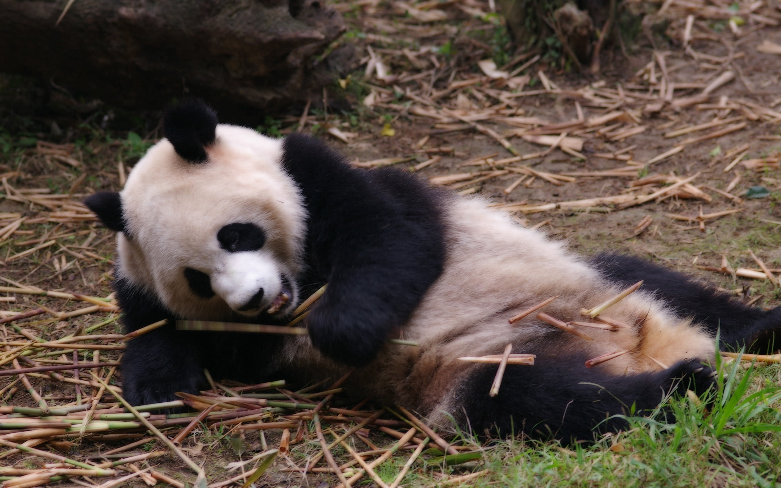 large, rest, branches, chengdu, wildlife Reserve, one Animal, close-up, animal themes, herbivorous, no People, wildlife, panda - Animal, bamboo - Plant, HD Wallpaper