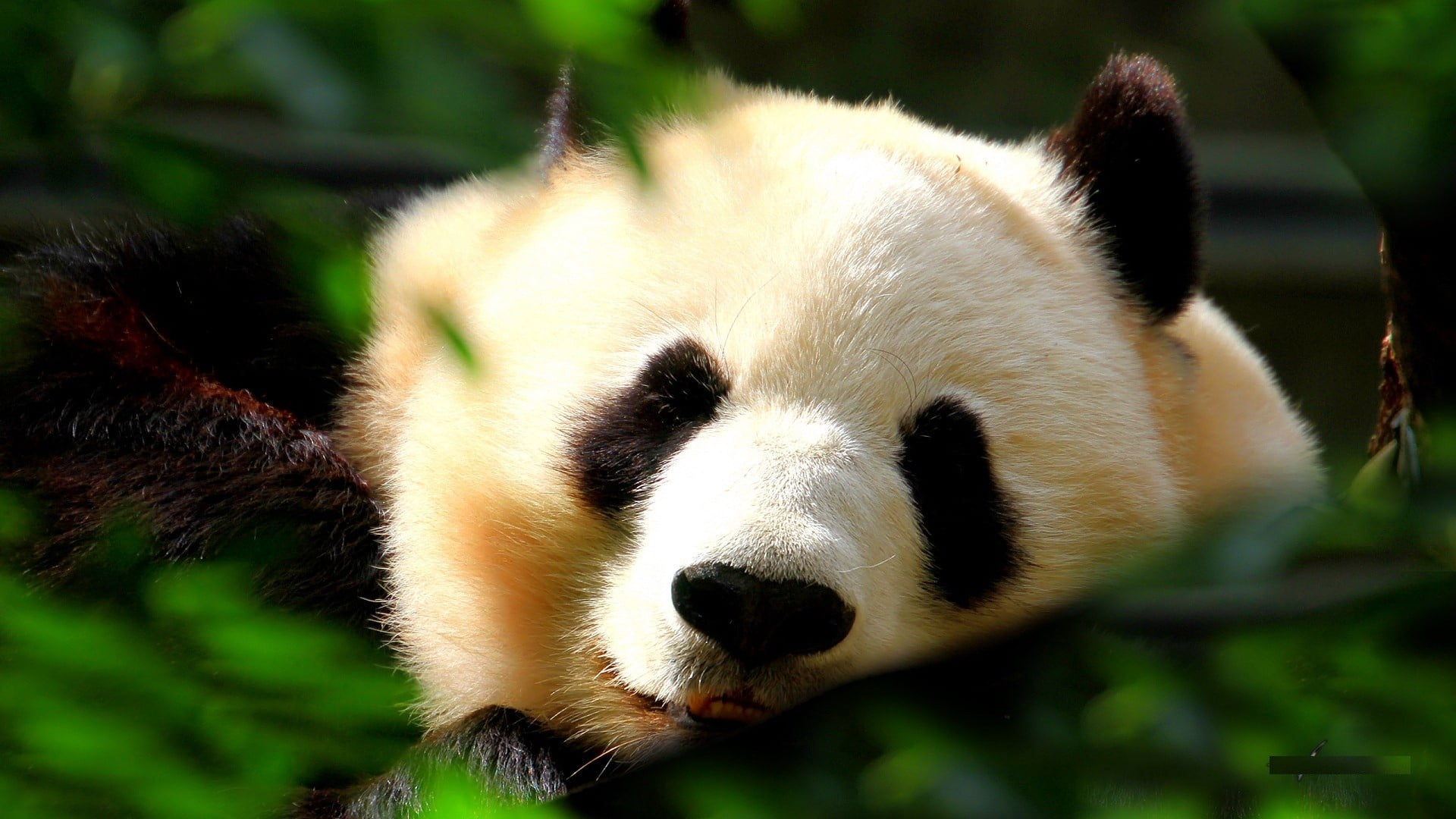 animals In The Wild, animal wildlife, young Animal, bamboo Shoot, sleeping, asia, cute, muzzle, vertebrate, animal, giant Panda, nature, 1080P, china - East Asia, HD Wallpaper