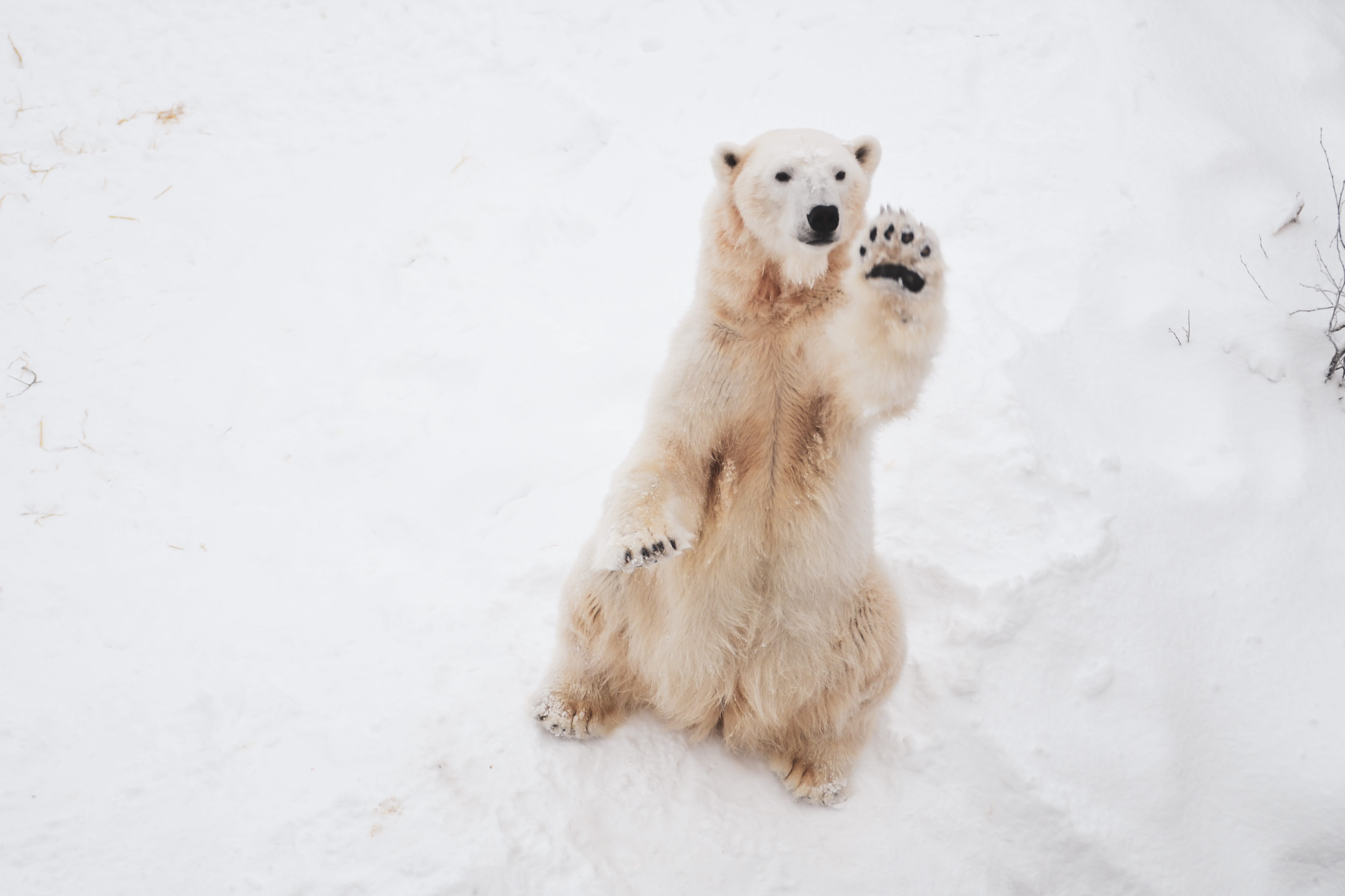 domestic animals, portrait, clothing, polar, cold temperature, snow, animal, 5K, field, giant panda, wolf, domestic, looking away, standing, outdoors, HD Wallpaper