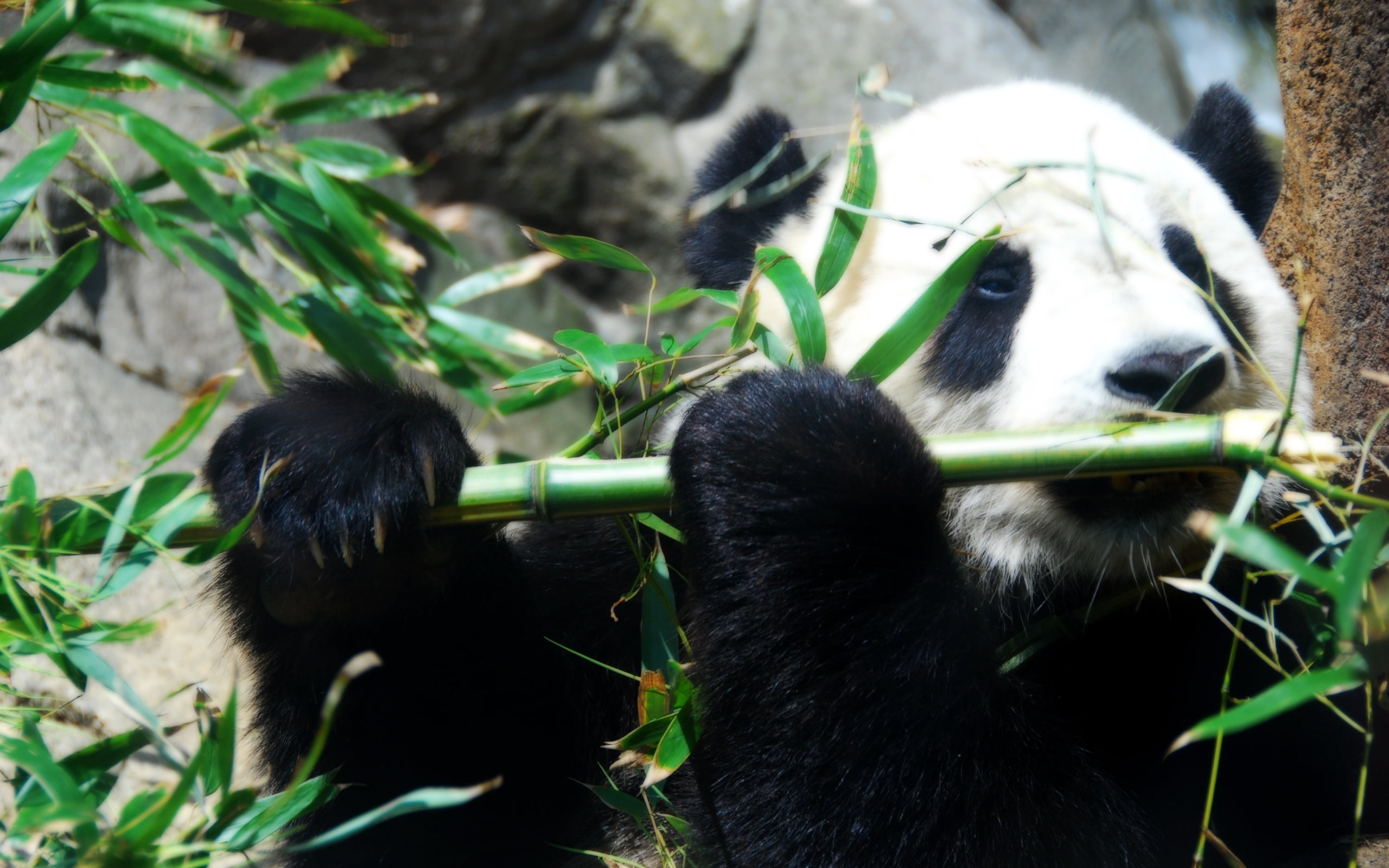 nature, plant part, wildlife Reserve, eating, tree, zoo, animal, 2K, animals And Pets, endangered Species, no People, bamboo - Plant, leaf, asia, green Color, HD Wallpaper