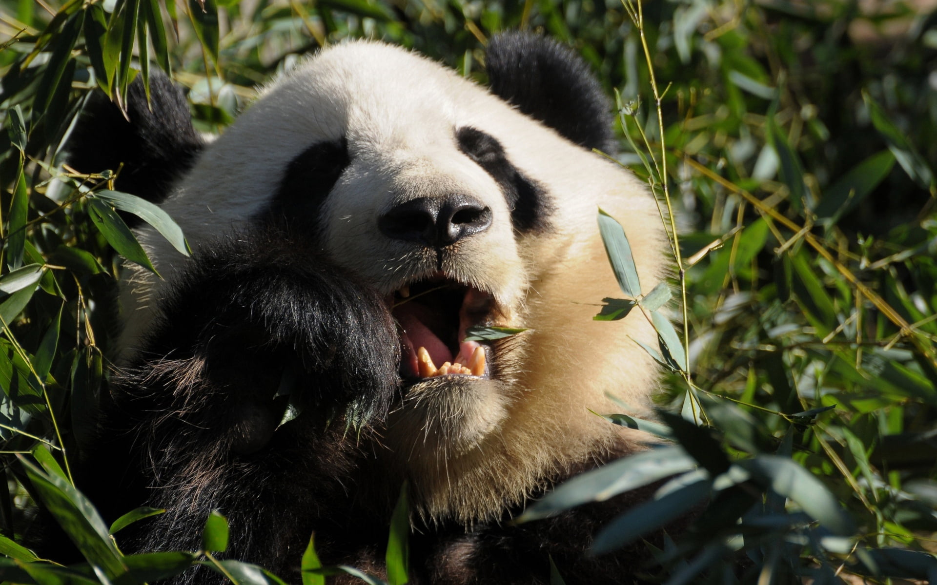 wilderness Area, animals And Pets, sichuan Province, food, animal, bamboo Shoot, leaf, zoo, animal wildlife, black Color, white, grass, no People, panda - Animal, HD Wallpaper