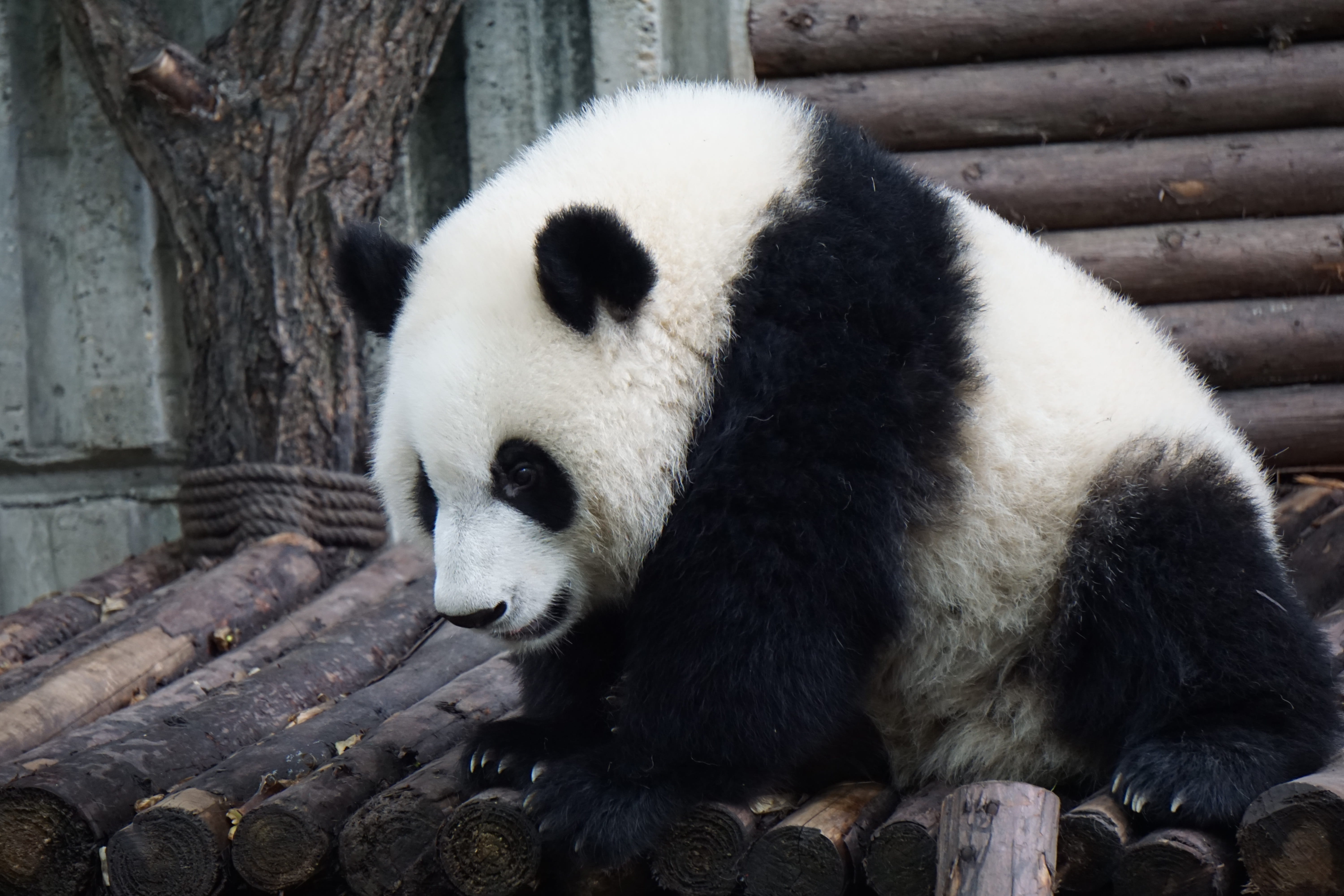 wood - material, no people, animal themes, 5K, panda, slow, animal, white, bear, careful, animal wildlife, big panda, panda - animal, zoo, bamboo - plant, HD Wallpaper