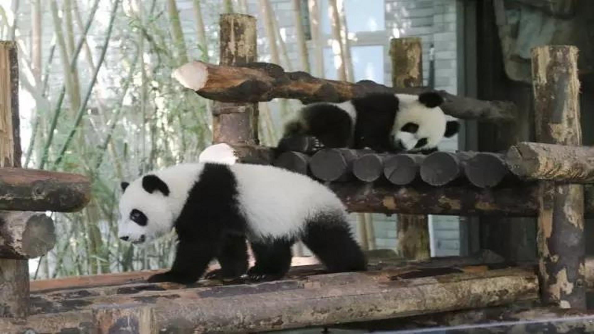 panda - animal, 1080P, day, tree, endangered species, bear, animal themes, giant panda, herbivorous, two animals, mammal, outdoors, nature, cute, animal wildlife, HD Wallpaper