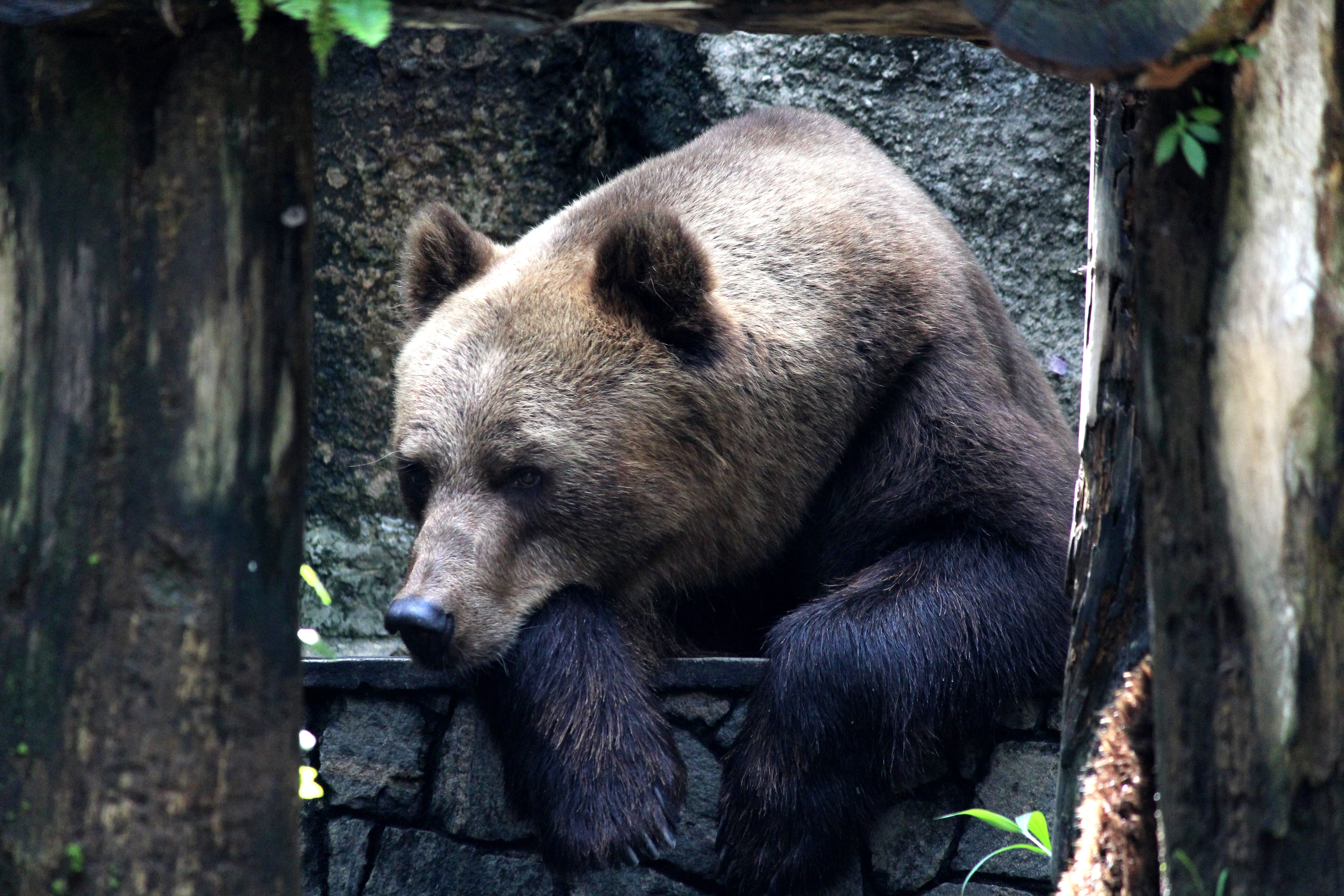 animal themes, one animal, herbivorous, outdoors, metal, animals in the wild, grizzly bear, tree, 5K, mammal, no people, animal, brown, day, bear, relaxation, HD Wallpaper