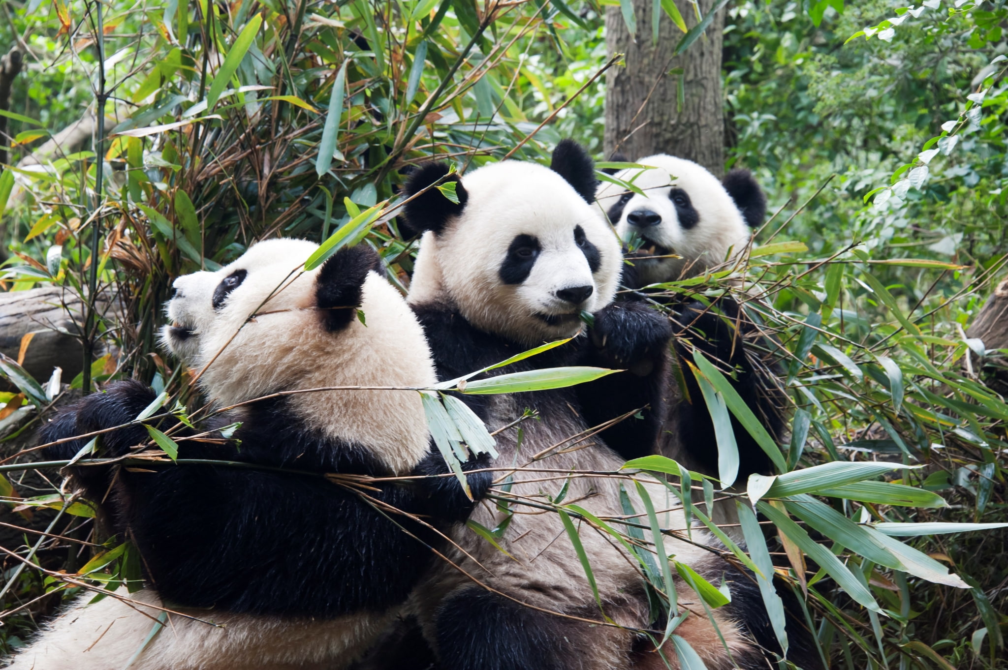 eating, animal, tree, animals in the wild, panda backgrounds for widescreen, plant, day, mammal, two animals, nature, panda - animal, animal wildlife, vertebrate, HD Wallpaper