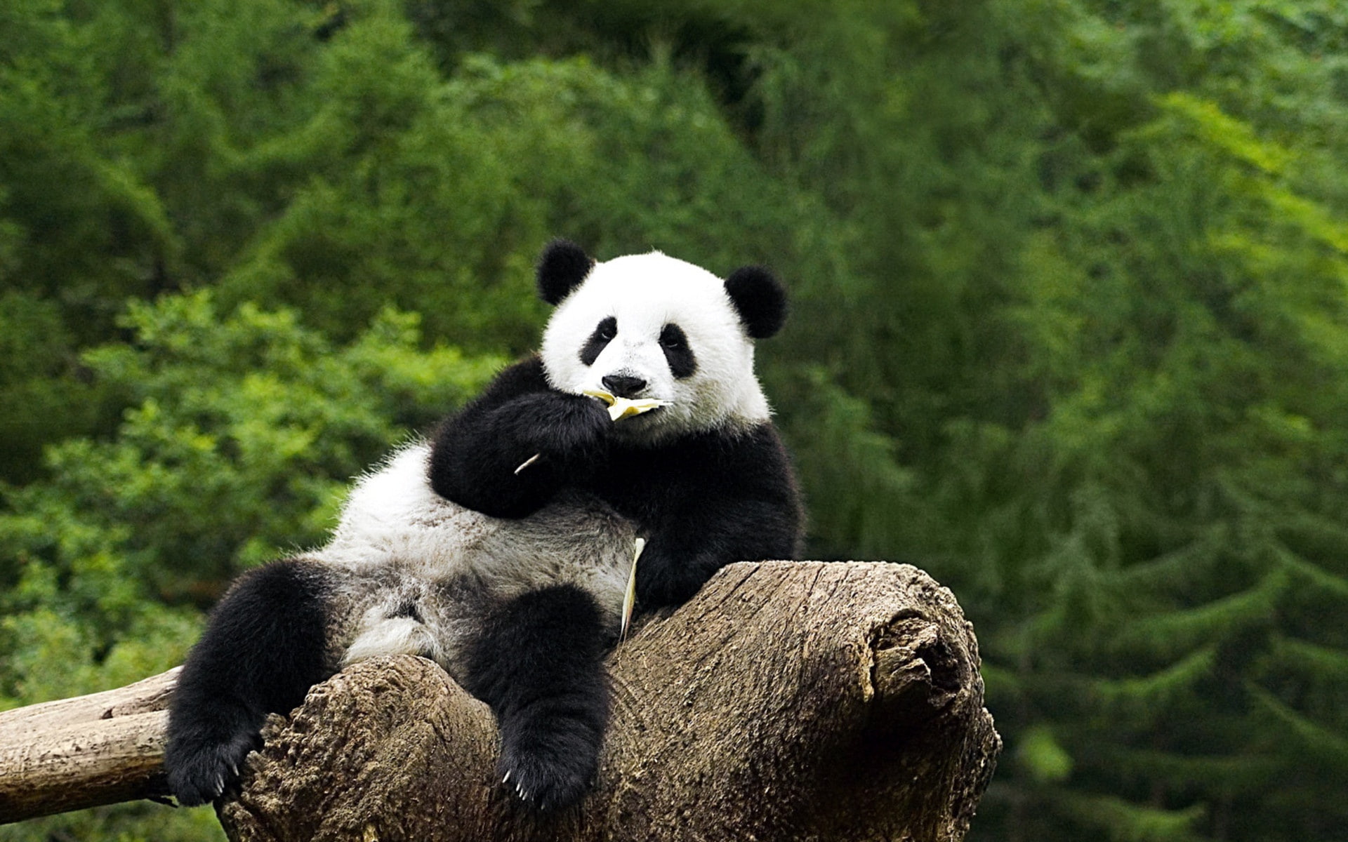 mammal, 1080P, herbivorous, vertebrate, focus on foreground, nature, no people, panda - animal, plant, Panda, bear, animal, animal themes, giant panda, HD Wallpaper