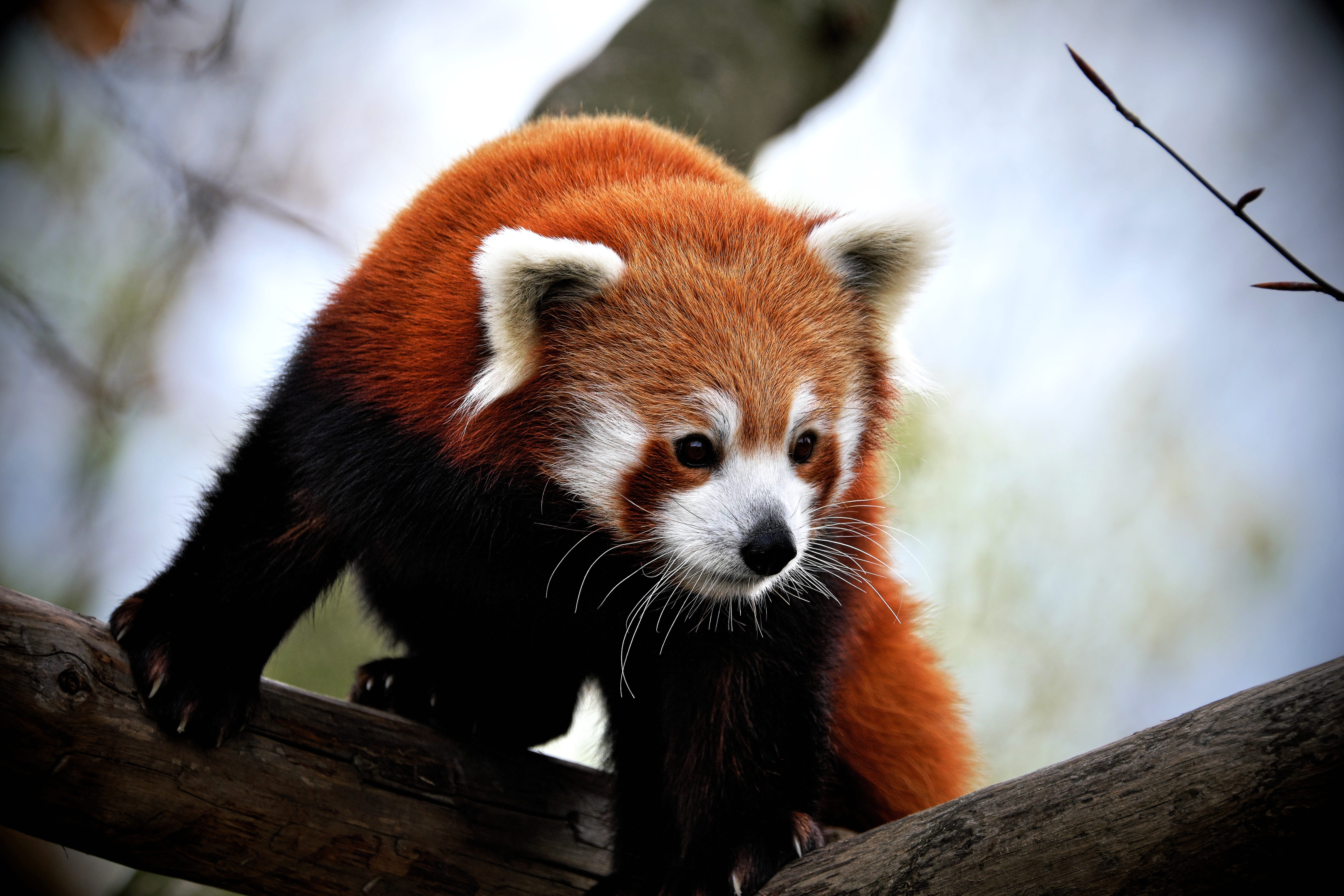 day, zoo, close-up, nature, focus on foreground, whisker, one animal, cute, looking away, mammal, animal, 5K, panda - animal, animal wildlife, no people, HD Wallpaper