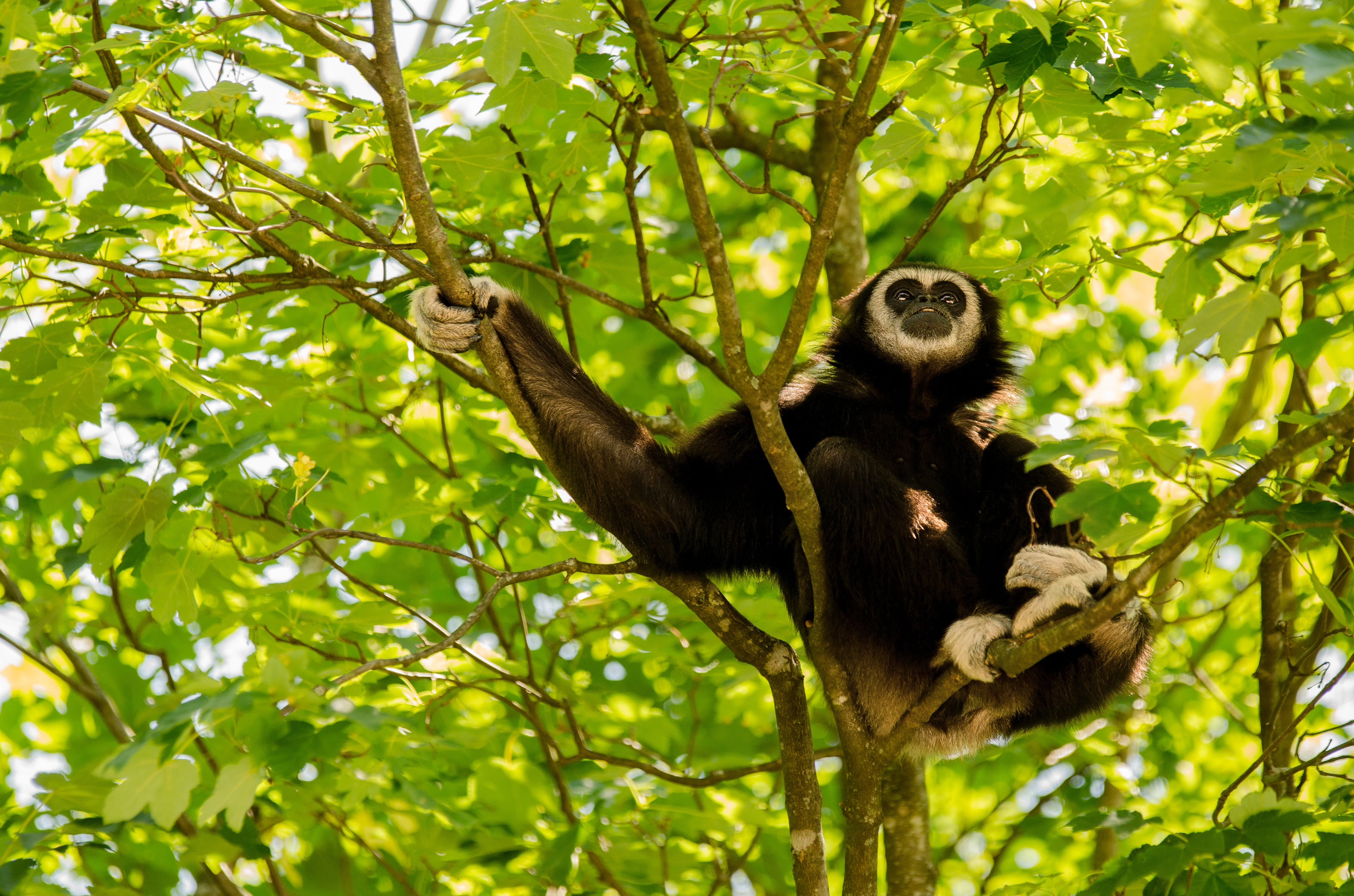 white-handed gibbon, animal wildlife, wildlife, animal, no people, monkey, outdoors, aesthetic, mammal, look to the sky, rainforest, primate, gibbon, leaf, HD Wallpaper