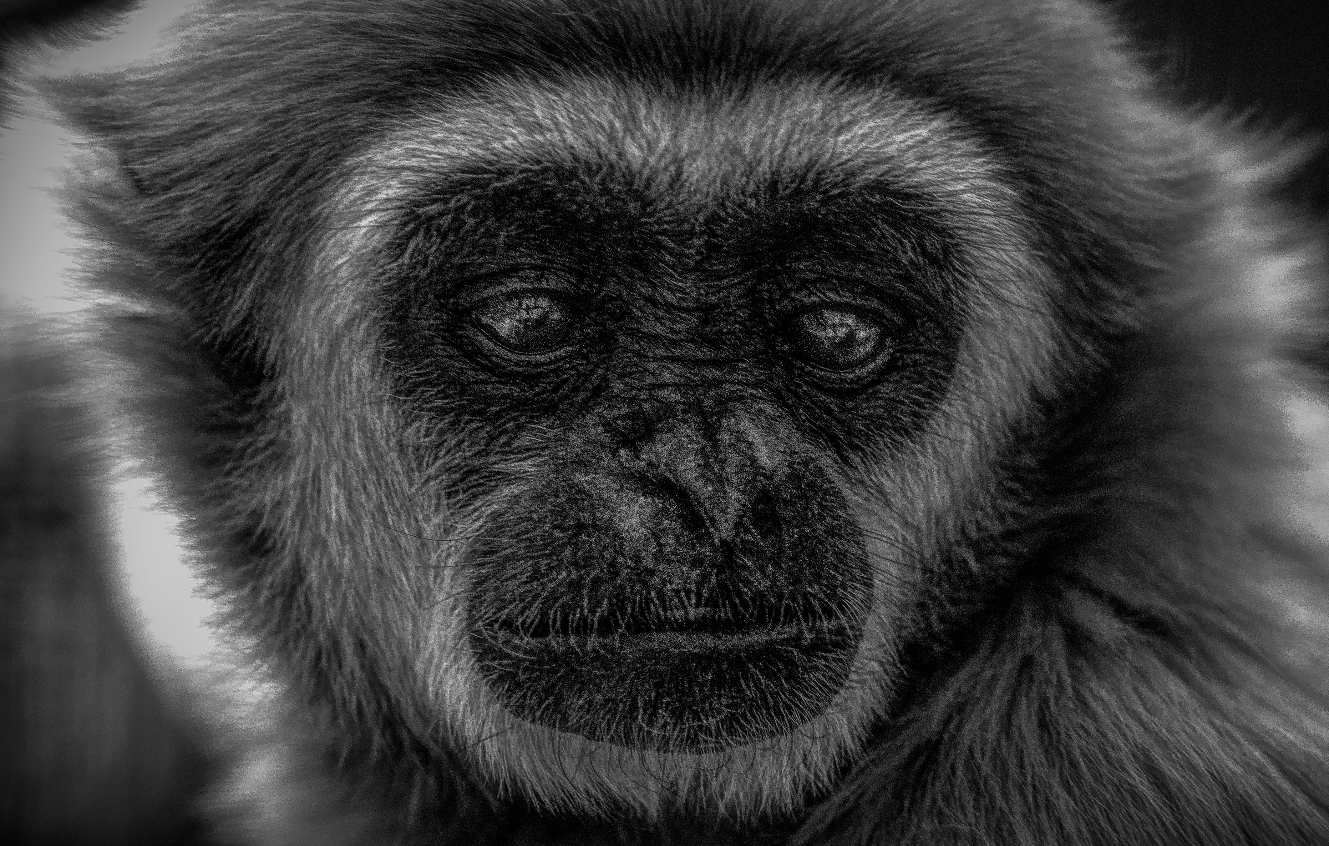 4K, no people, primate, endangered, animal nose, closeup, endangered species, hair, gray, looking at camera, wildlife, gibbon, animal body part, ape, portrait, HD Wallpaper