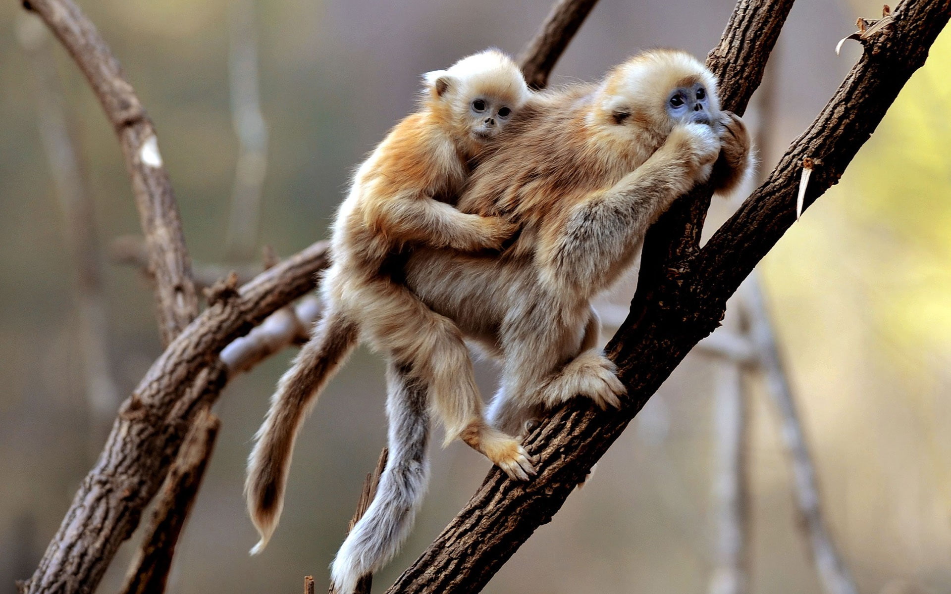 day, focus on foreground, profile view, animal, one animal, full length, 1080P, animal themes, monkey, animals, animal wildlife, vertebrate, outdoors, HD Wallpaper