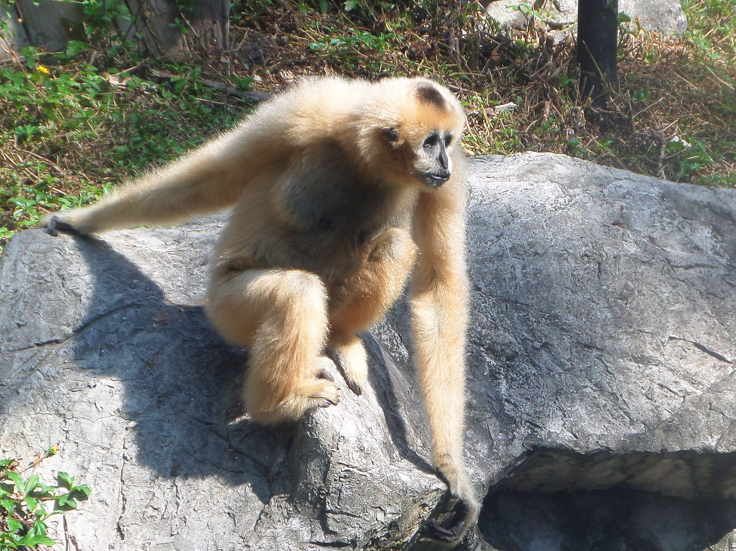 white, nature, sunlight, handed, hylobates, southeast asia, gibbon, vertebrate, hylobates lar, sitting, one animal, animals in the wild, animal wildlife, HD Wallpaper