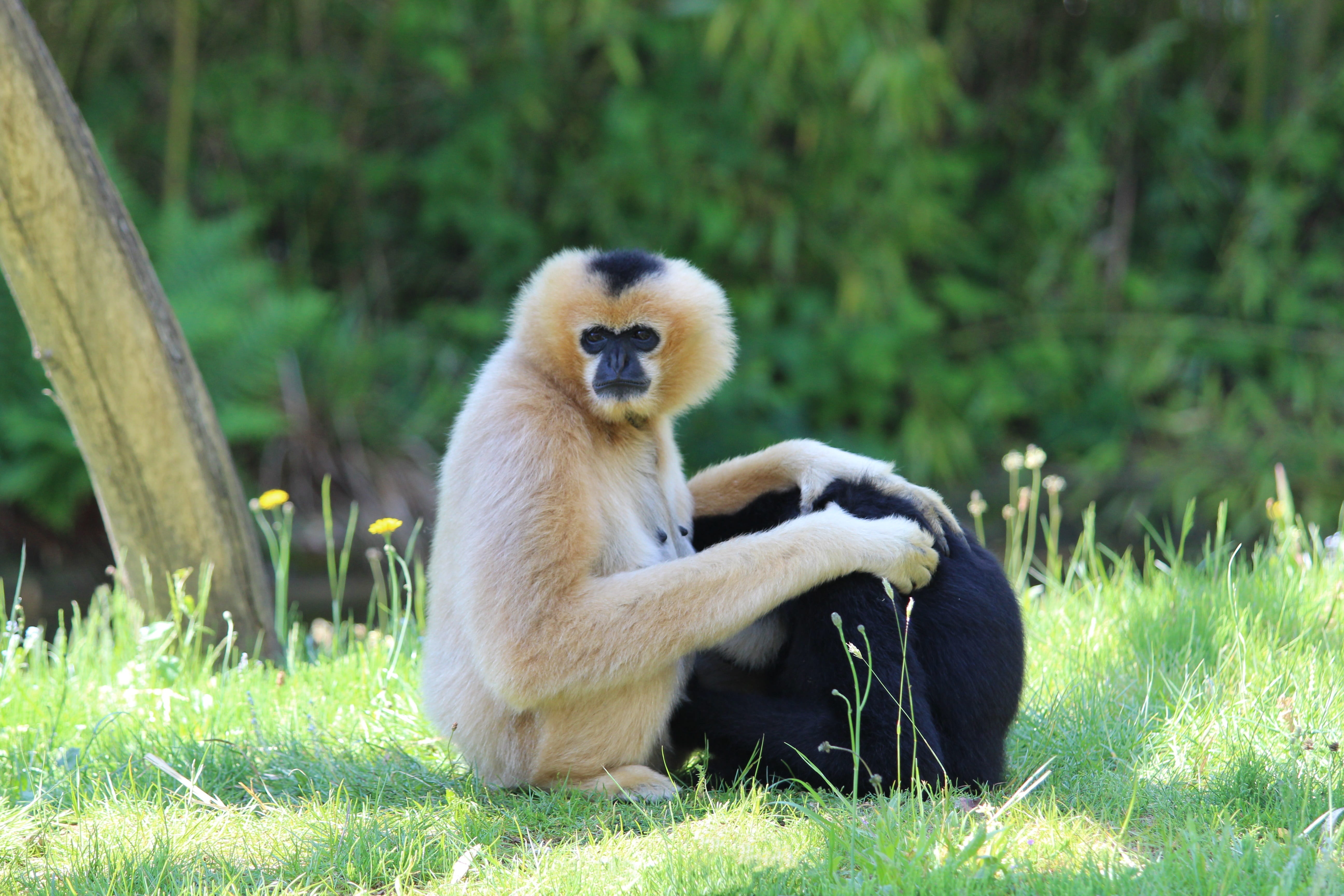 planckendael, young animal, zoo, sitting, gibbon, primate, vertebrate, no people, mammal, two animals, nature, land, animal wildlife, day, plant, care, HD Wallpaper