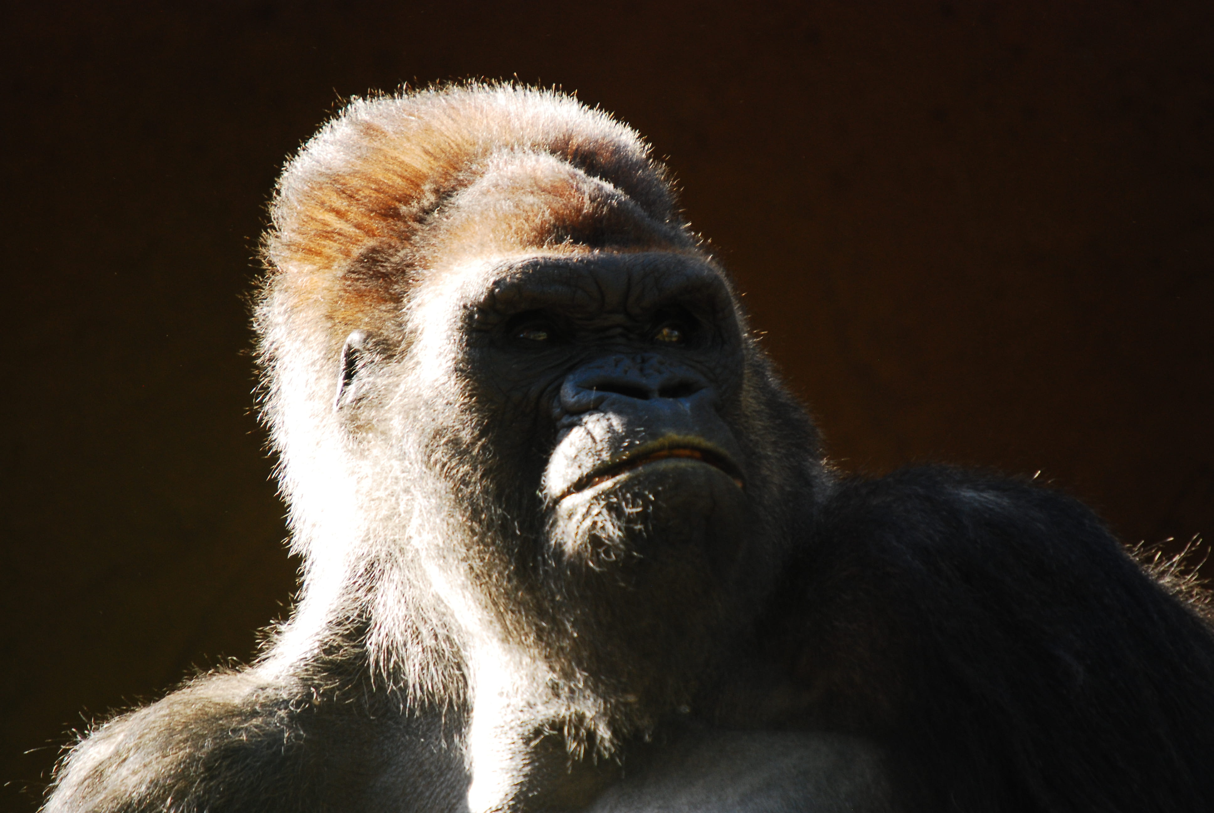 animals in the wild, animal, close-up, 4K, contemplation, ape, portrait, vertebrate, animal body part, animal hair, animal wildlife, grumpy, one animal, HD Wallpaper