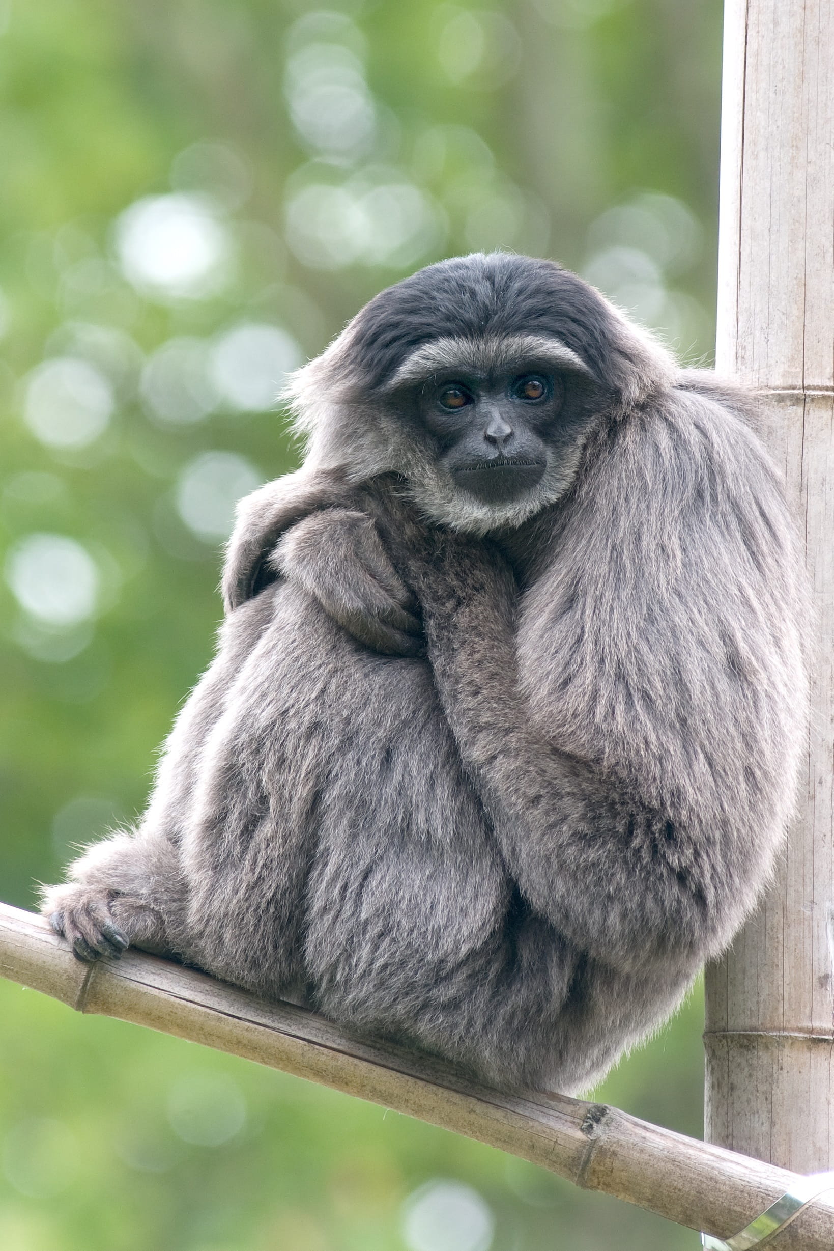 animal wildlife, care, Zoo, one animal, primate, nature, animal, vertebrate, zooaufnahme, outdoors, Monkey, wood - material, portrait, animal themes, focus on foreground, Phone HD Wallpaper
