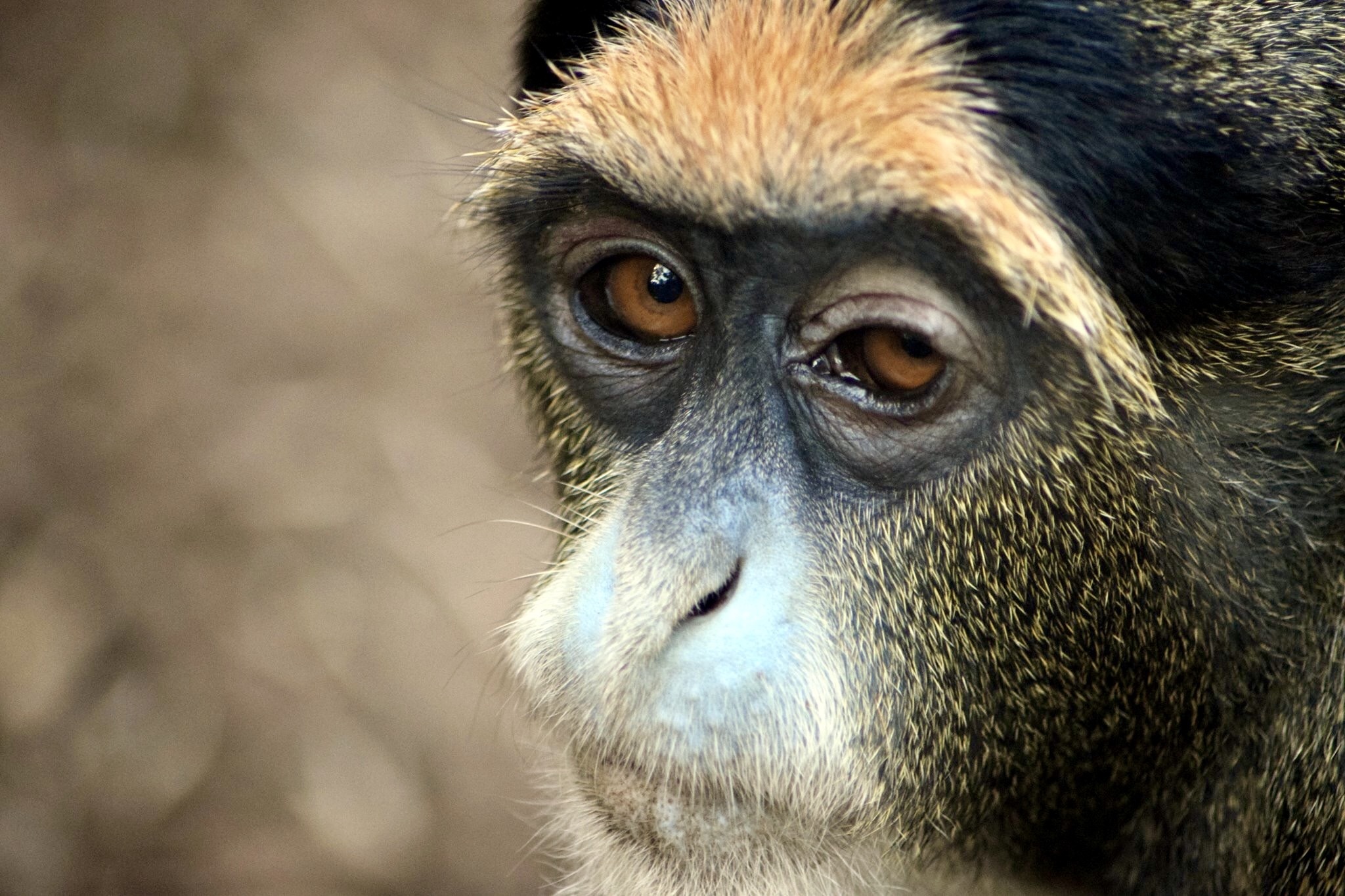 monkey, zooaufnahme, ape, animals in the wild, mammal, animal themes, vertebrate, no people, one animal, primate, outdoors, animal eye, animal head, day, HD Wallpaper