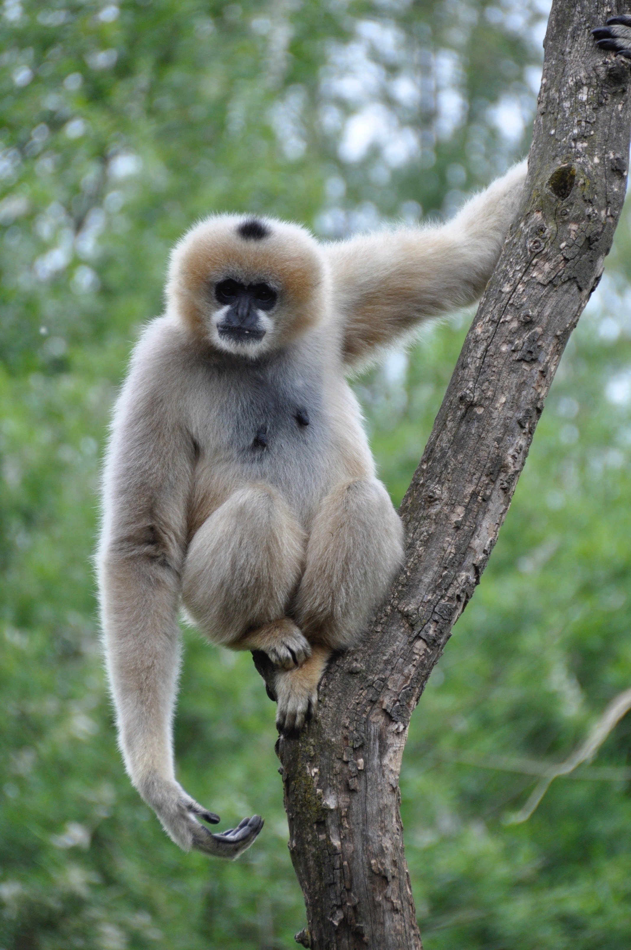 monkeys, day, animal, gibbon, sitting, branch, 2K, primate, tree, plant, monkey, animal wildlife, vertebrate, wild, mammal, animals in the wild, animal world, Phone HD Wallpaper
