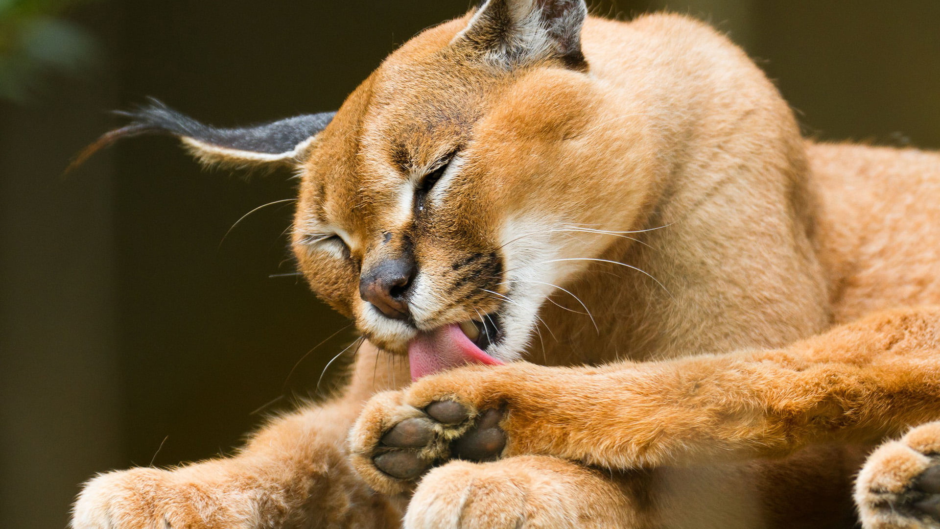 wildcat, gibbon, animal, feline, canine, animal themes, lioness, lion - feline, vertebrate, fox, 1080P, eyes closed, animal wildlife, no people, mammal, HD Wallpaper