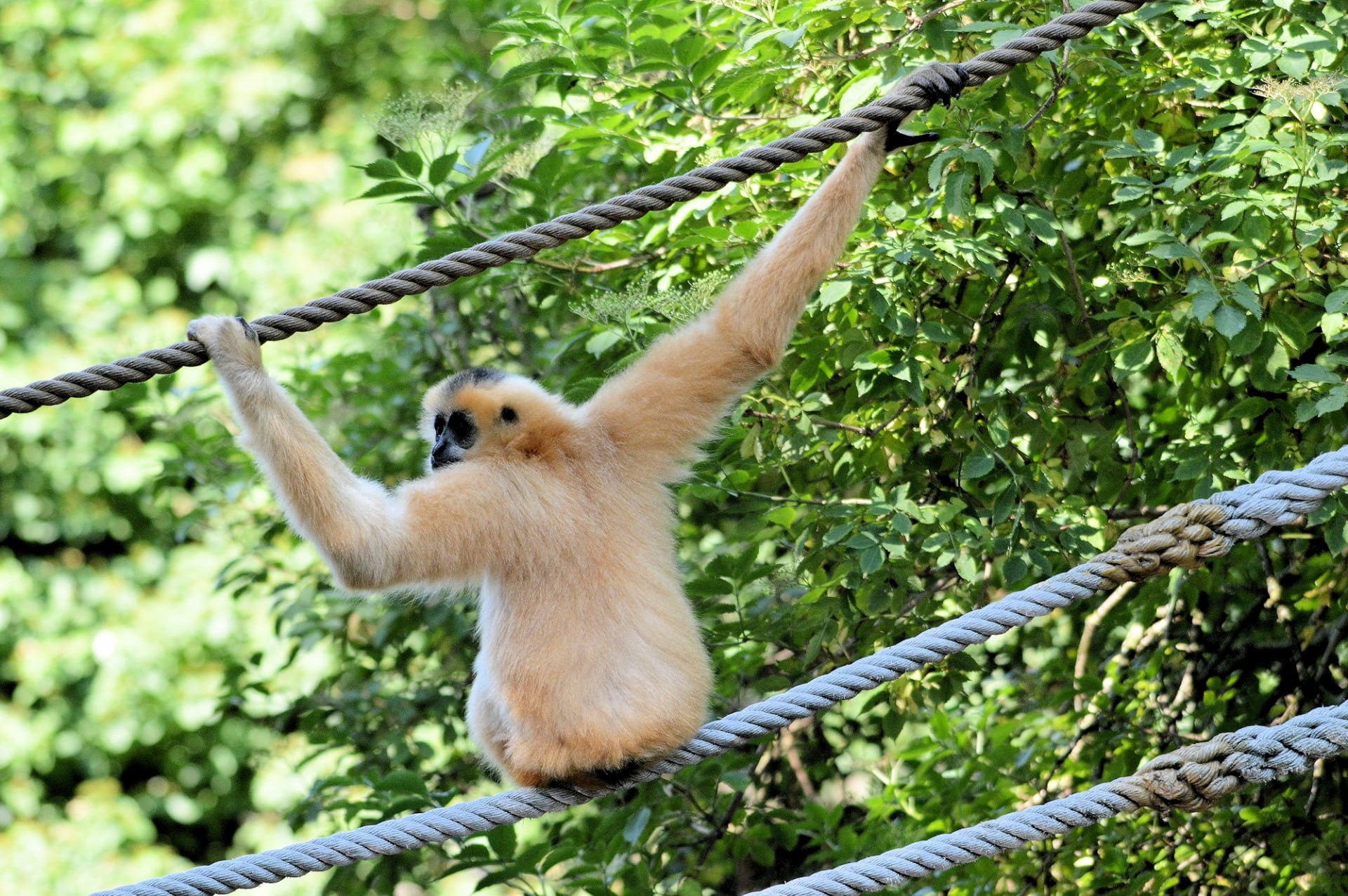 rope, vertebrate, animal themes, green color, animals in the wild, animal, wild, day, wildlife, branch, tree, nature, zoology, gibbon, animal wildlife, HD Wallpaper