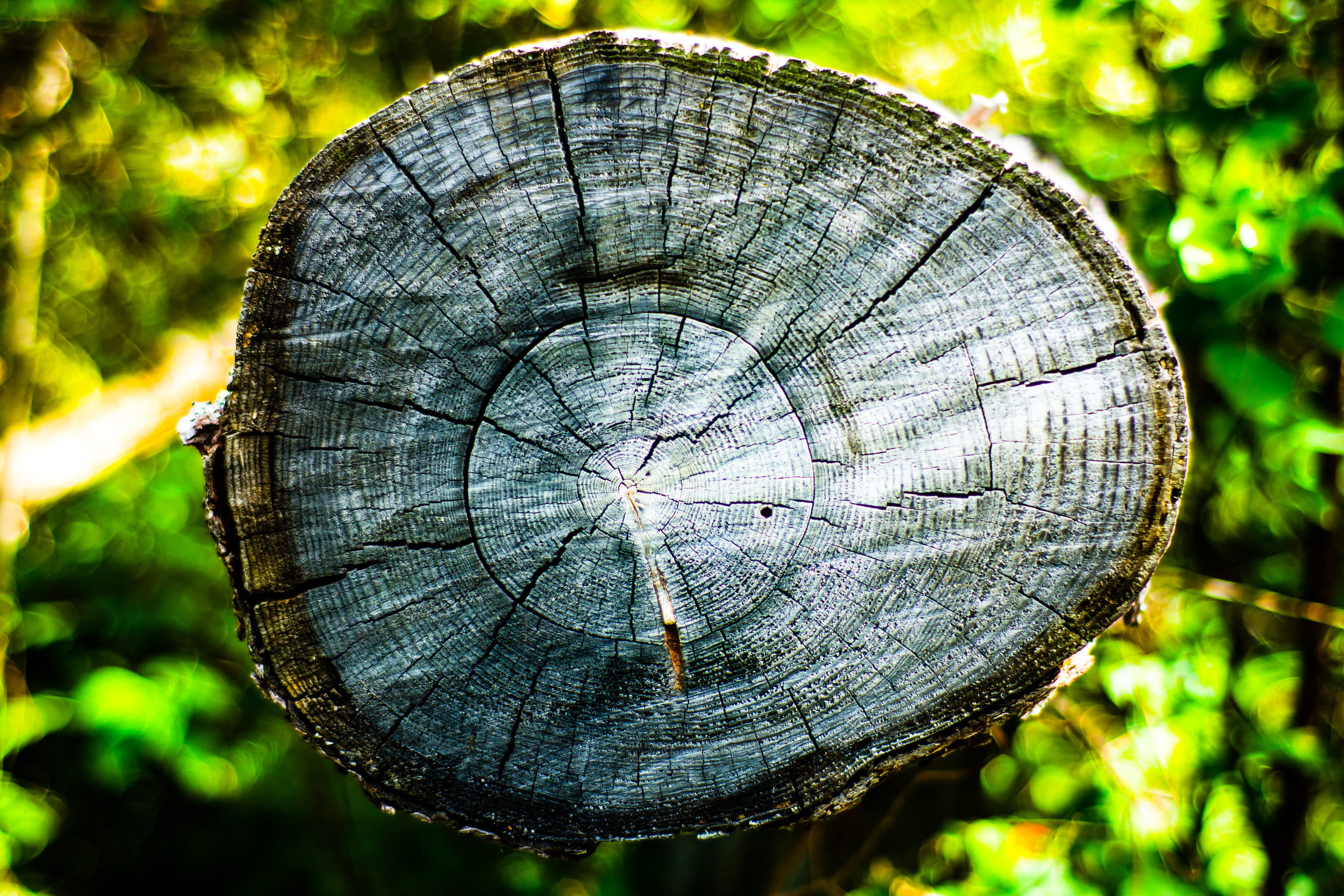 day, gibbons, life, cross section, tree stump, tree ring, plant, forest, wood - material, close-up, circle, trees, nature, textured, geometric shape, no people, HD Wallpaper