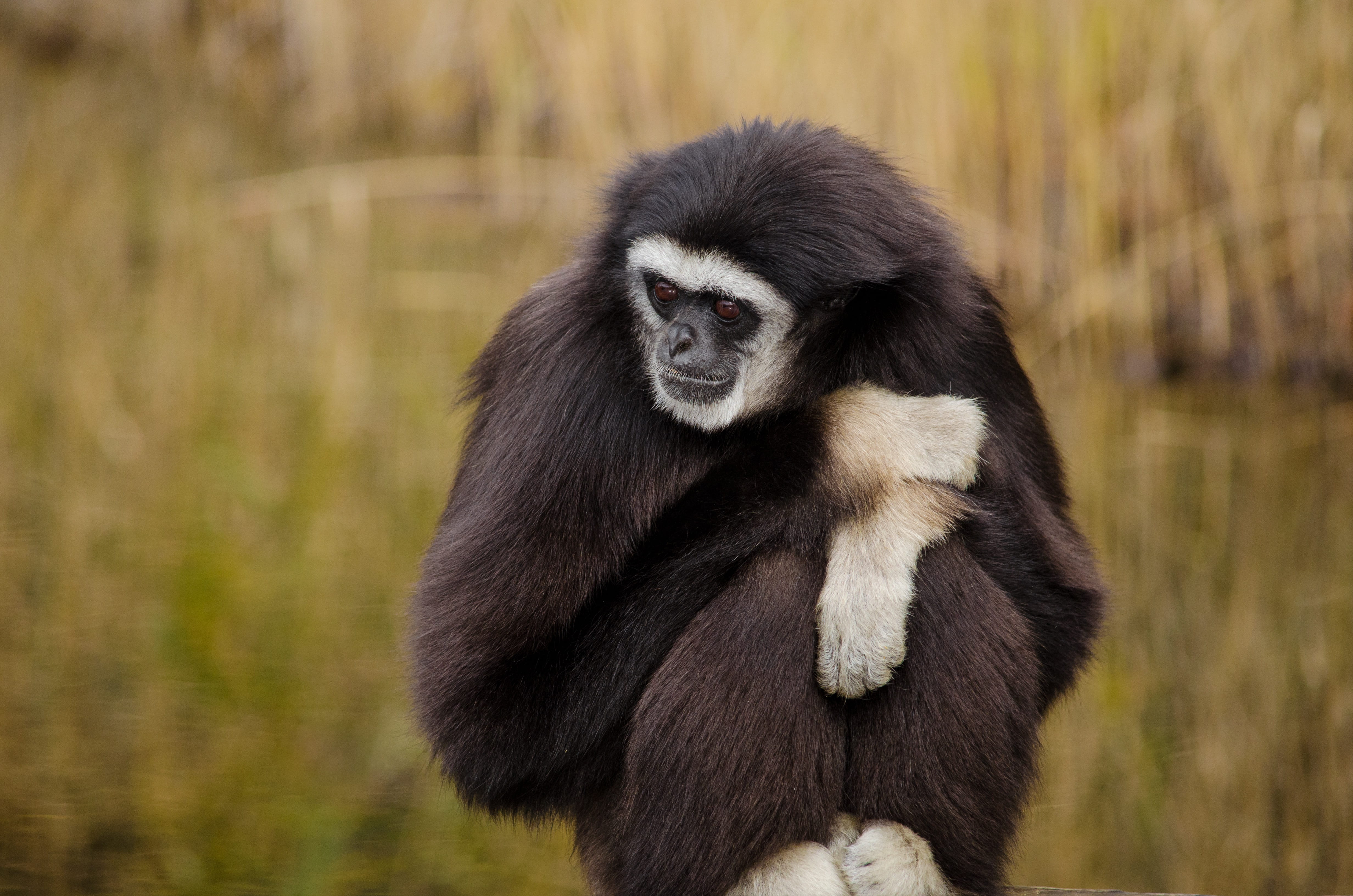 monkey, outdoors, looking at camera, gibbon, 4K, close-up, ape, focus on foreground, day, thoughtful, white-handed gibbon, asia, animal, people, primates, HD Wallpaper
