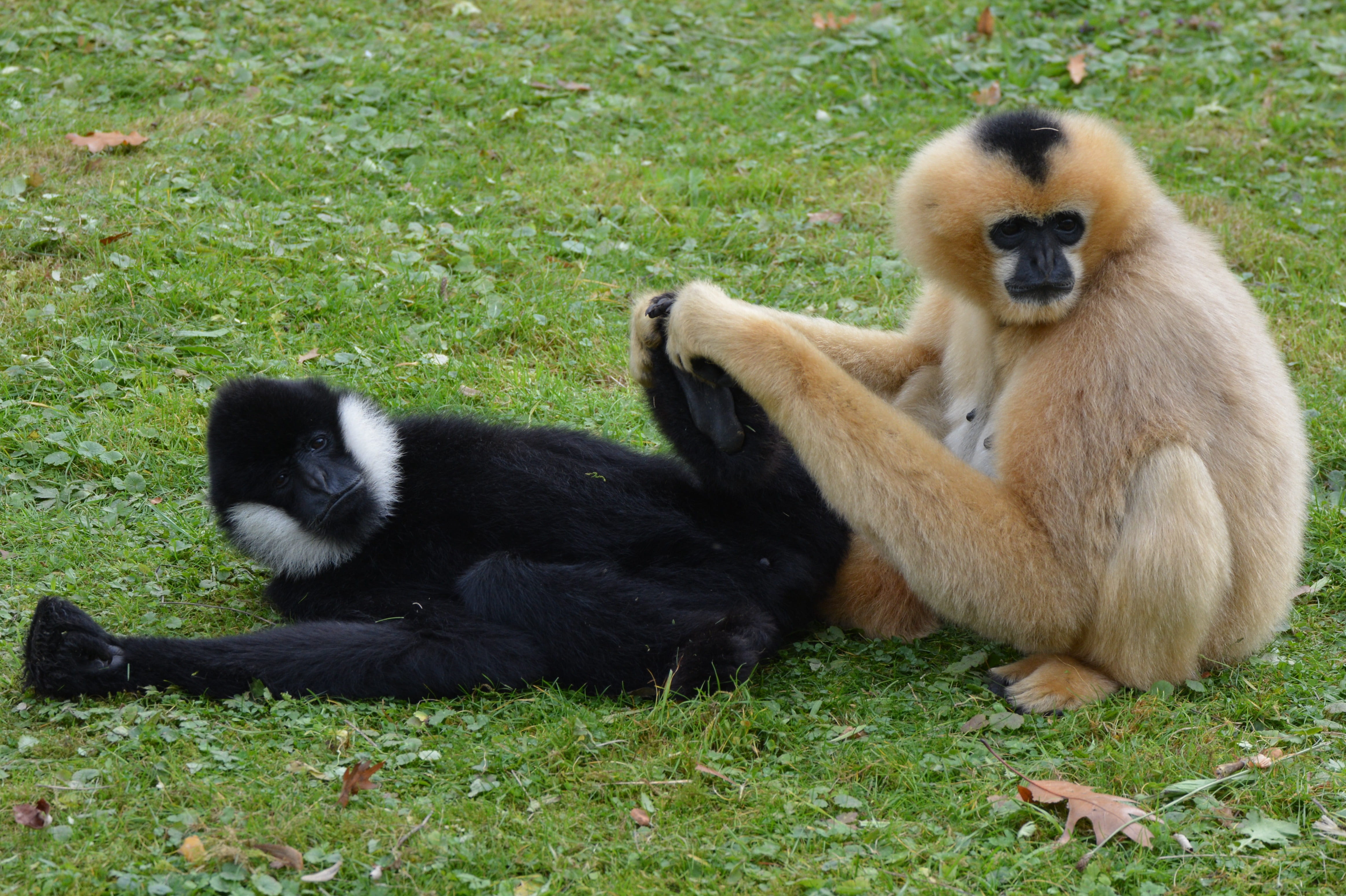 nature, grass, two animals, gibbon, animal, hair, animal wildlife, vertebrate, land, group of animals, day, animals in the wild, 4K, care, monkey, outdoors, HD Wallpaper