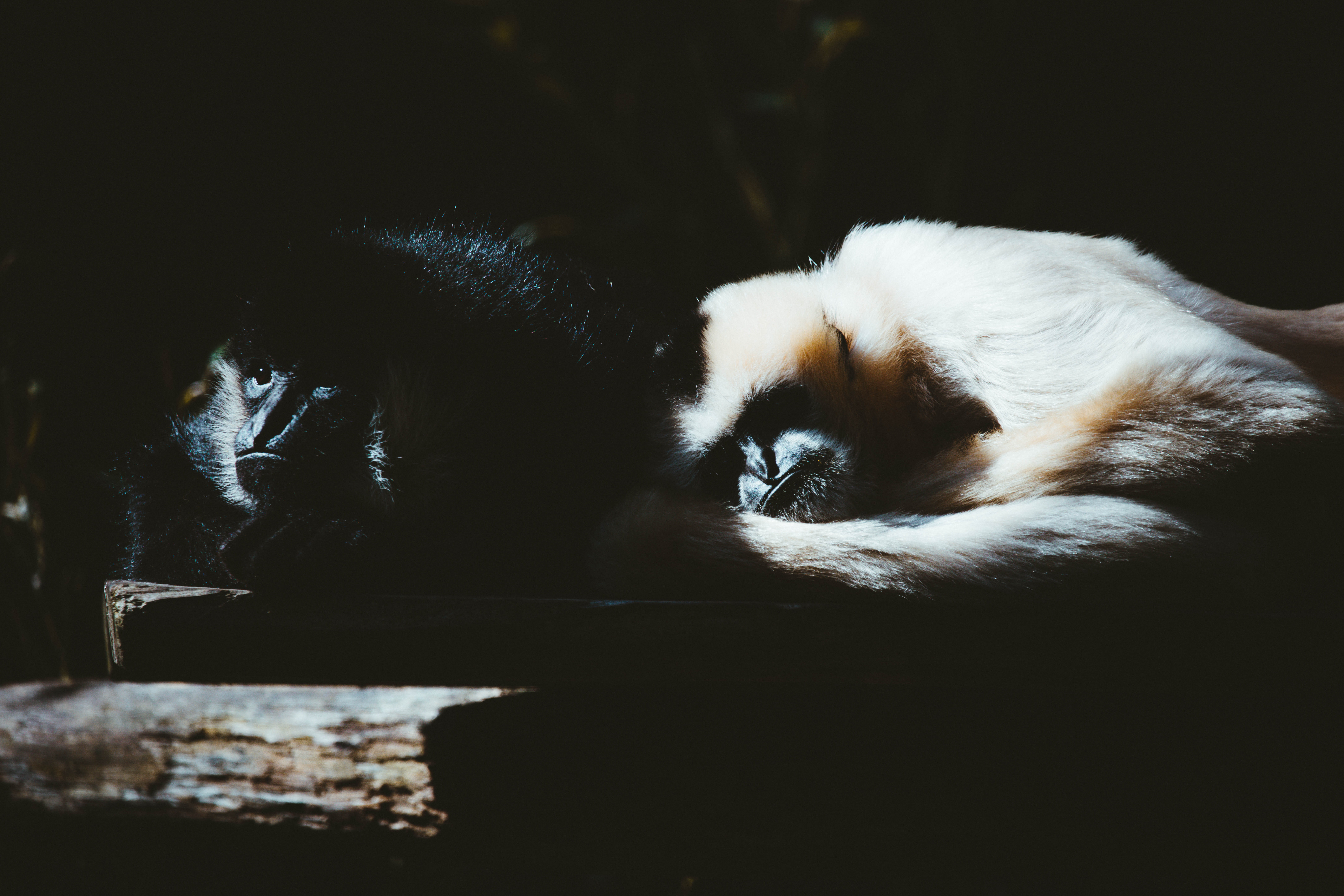 mammal, domestic animals, ape, relaxation, looking at camera, two, portrait, animal head, light, feline, animal themes, 8K, bonding, domestic, monkey, HD Wallpaper