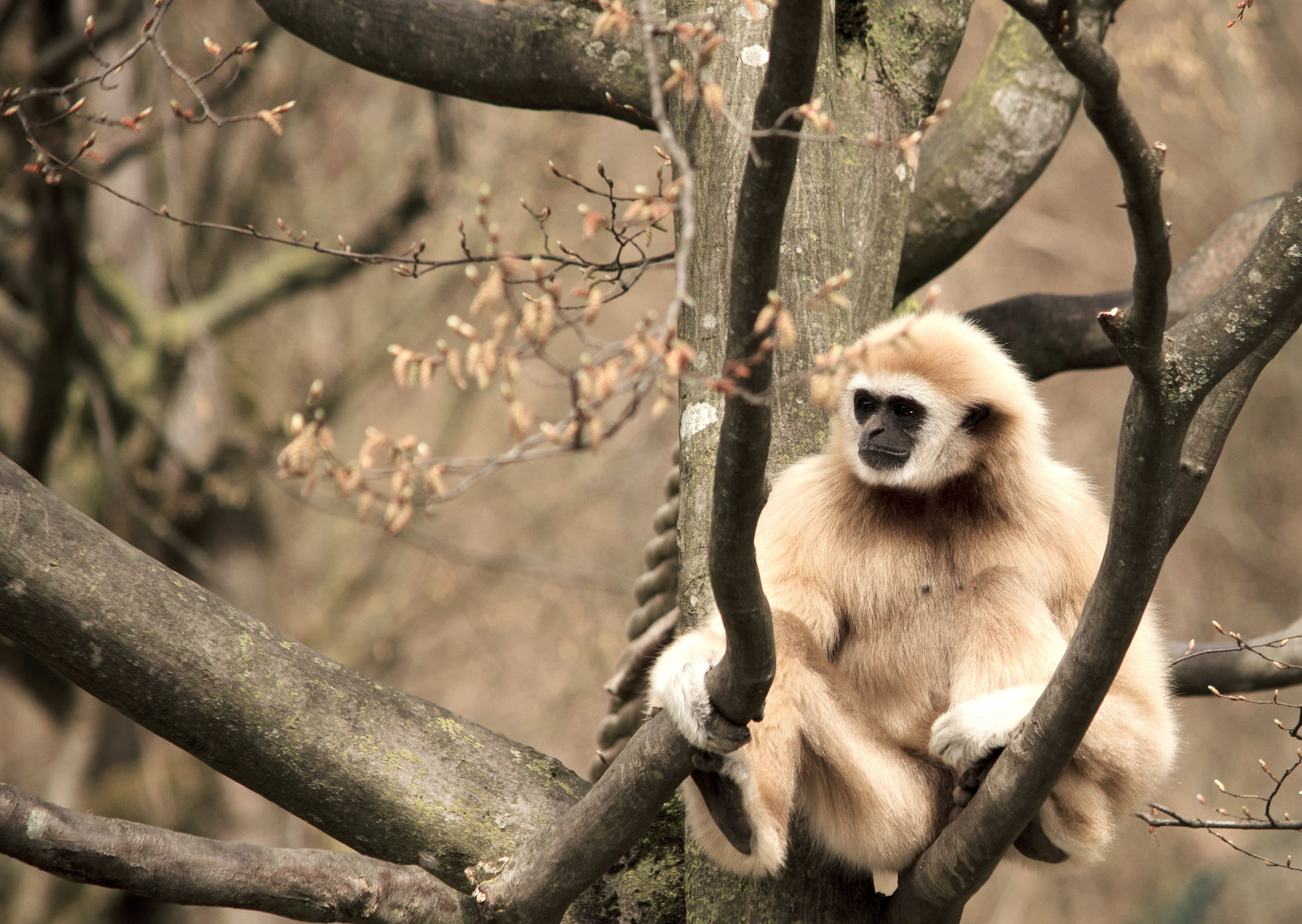 animals in the wild, sitting, plant, nature, full length, one animal, no people, ape, tiergarten, primate, aesthetic, animal themes, gibbon, sit, branch, HD Wallpaper