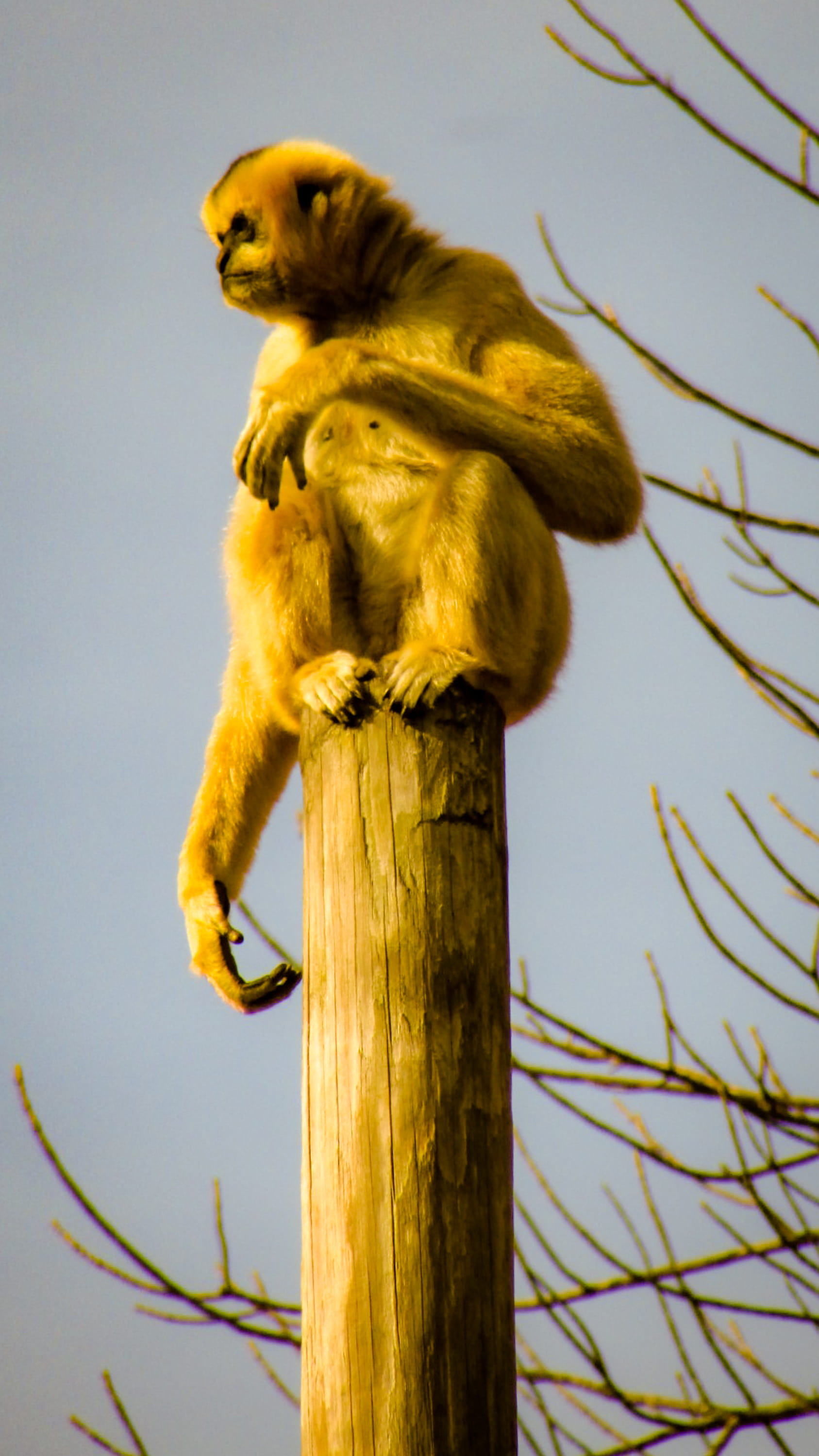 animal, memphis zoo, zoo, animal themes, branch, primate, memphis, day, nature, monkey, tn, vertebrate, plant, sky, 2K, one animal, animals in the wild, Phone HD Wallpaper