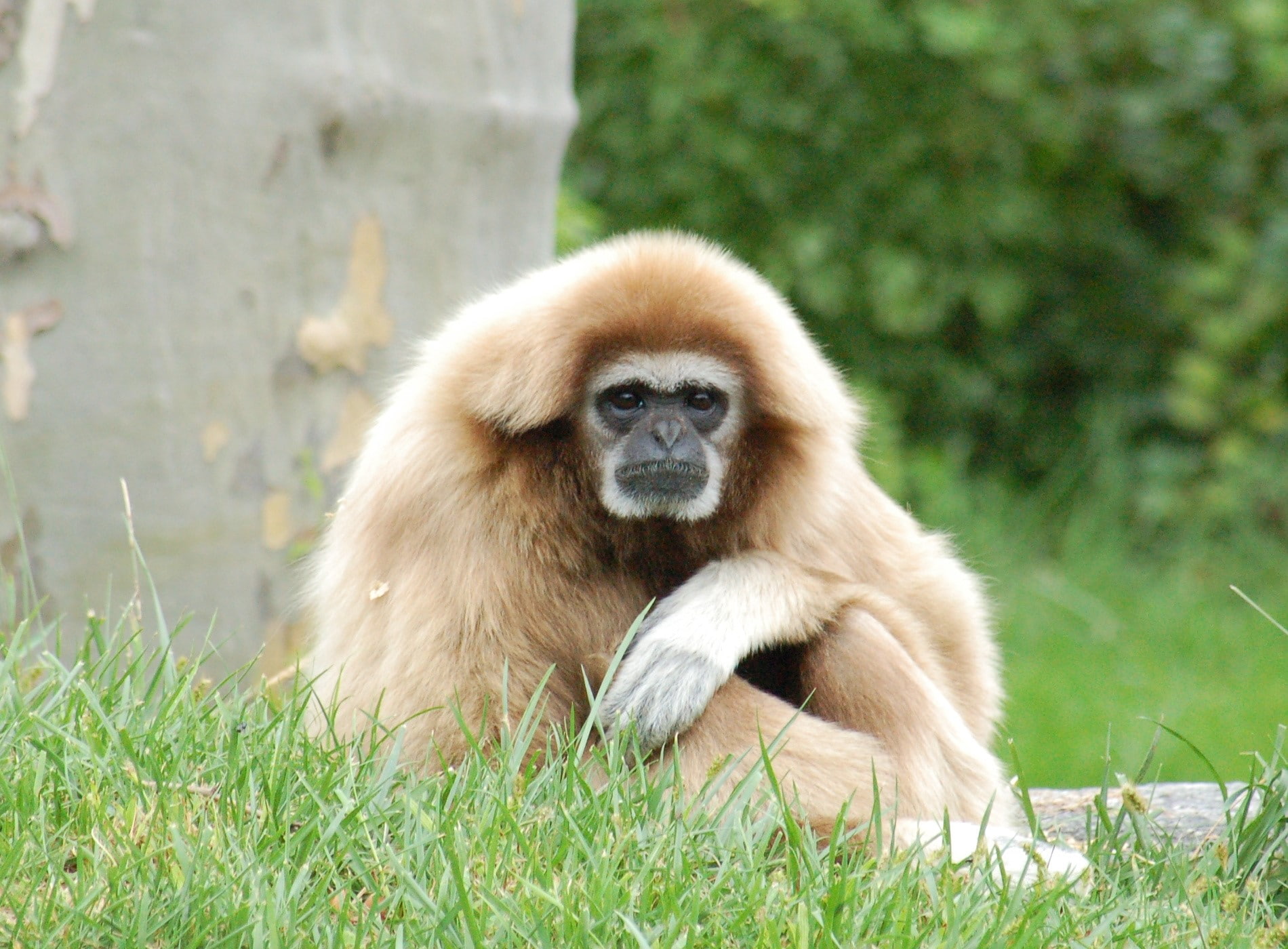 sitting, 720P, primate, ape, nature, portrait, one animal, Legs, young animal, plant, care, mammal, people, animal wildlife, day, animals in the wild, HD Wallpaper
