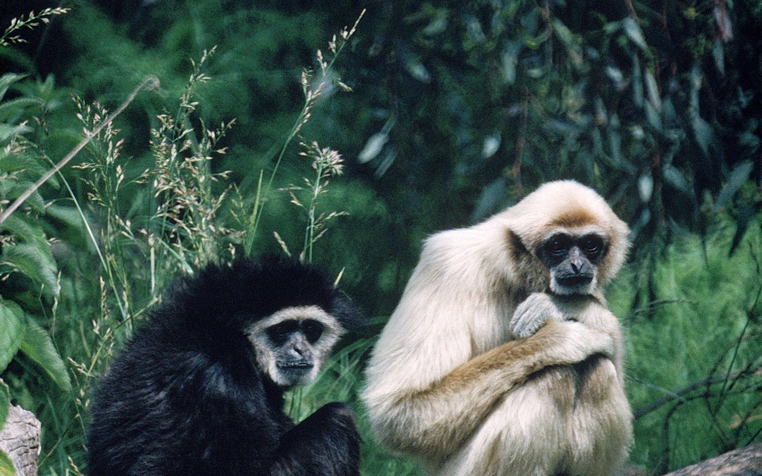 2K, gibbon, HD Wallpaper