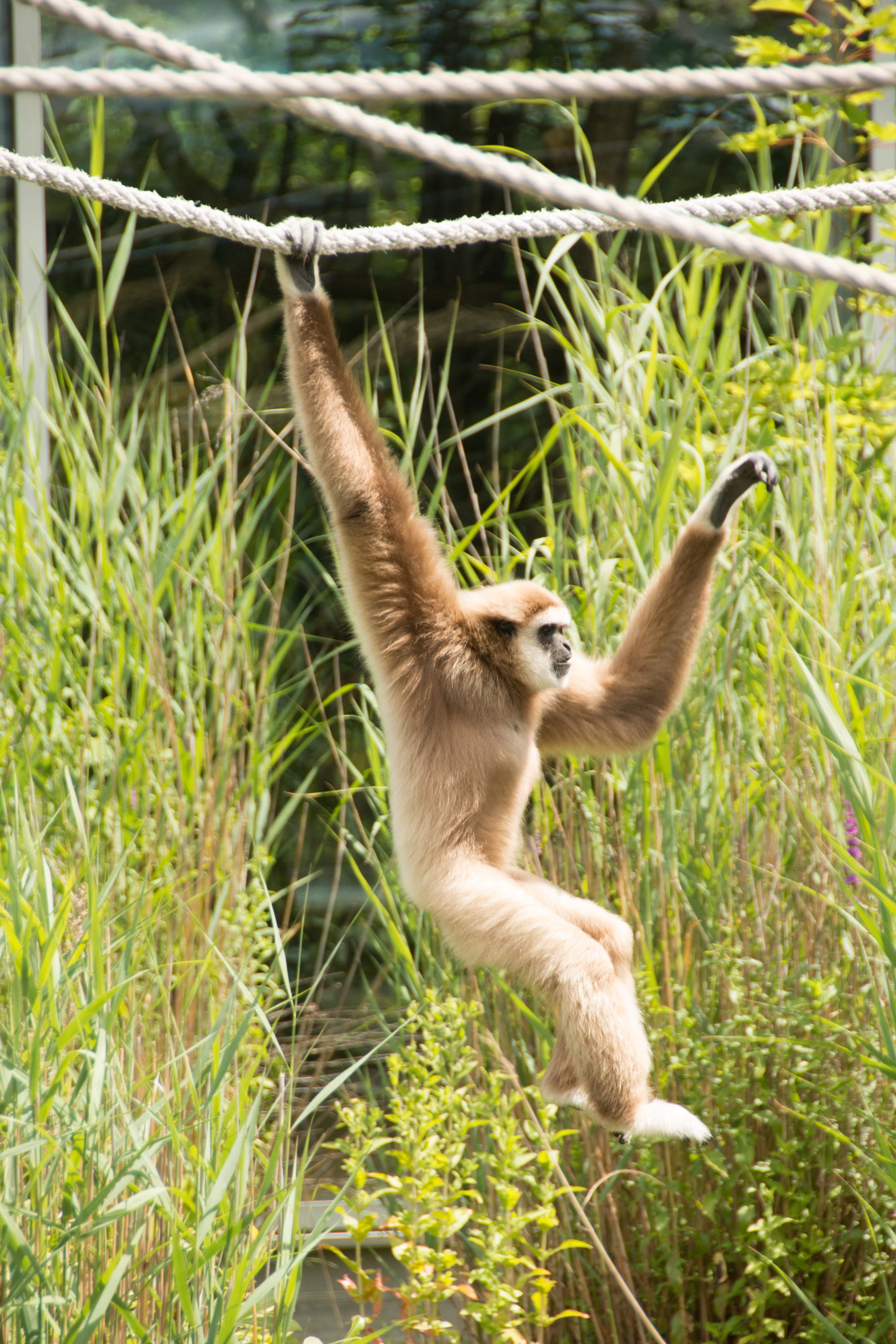 brown, wild, animal world, outdoors, asia, mammal, full length, intelligent, thailand, jungel, swing, face, monkey, plant, white, vertebrate, hell, jumping, Phone HD Wallpaper