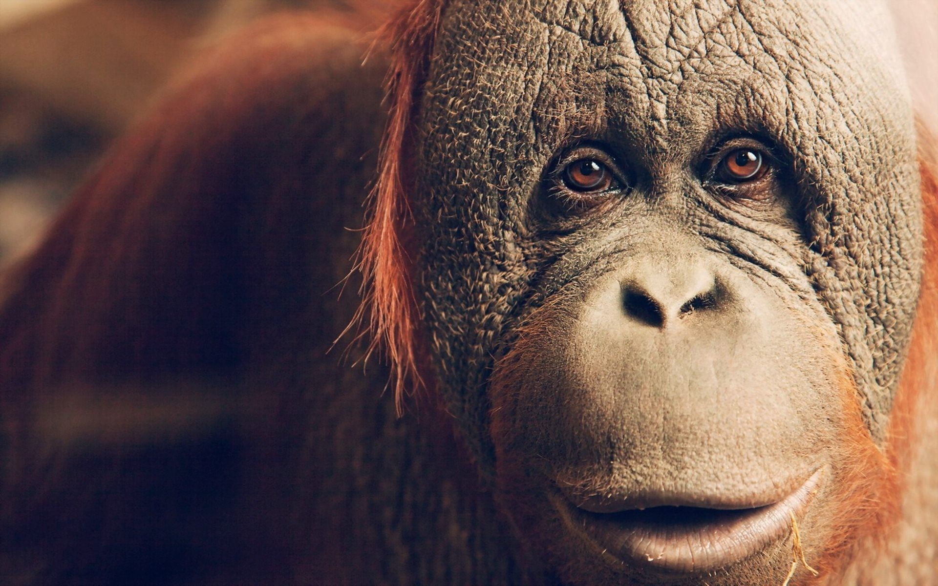animal eye, 1080P, body part, day, close-up, portrait, apes, animal wildlife, pets, brown, domestic, orangutans, mammal, focus on foreground, looking at camera, HD Wallpaper
