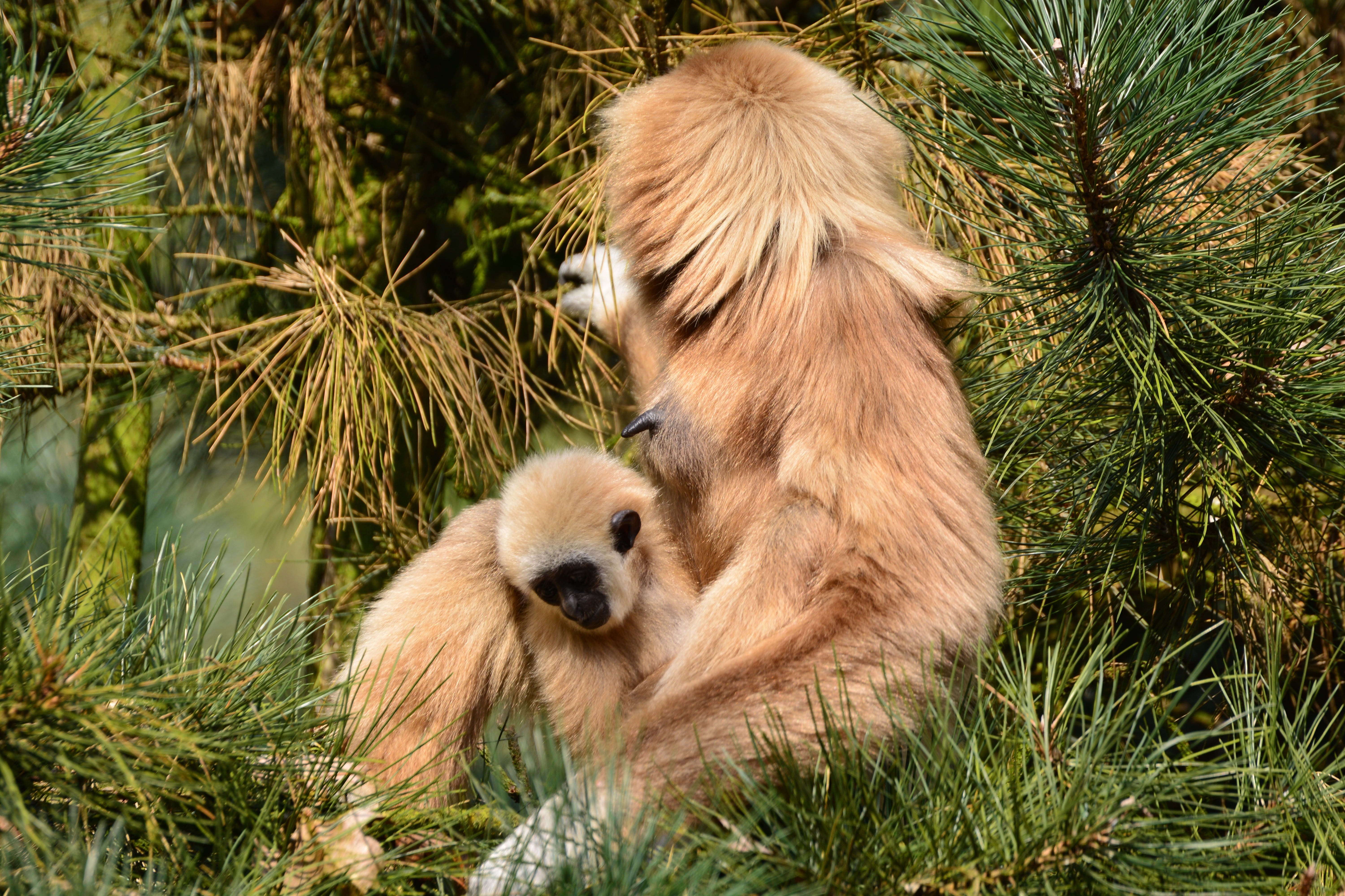 outdoors, monkey, day, bear, no people, animal world, mammal, brown, 5K, animal themes, one animal, grass, field, zoo, mother with child, land, tree, plant, HD Wallpaper
