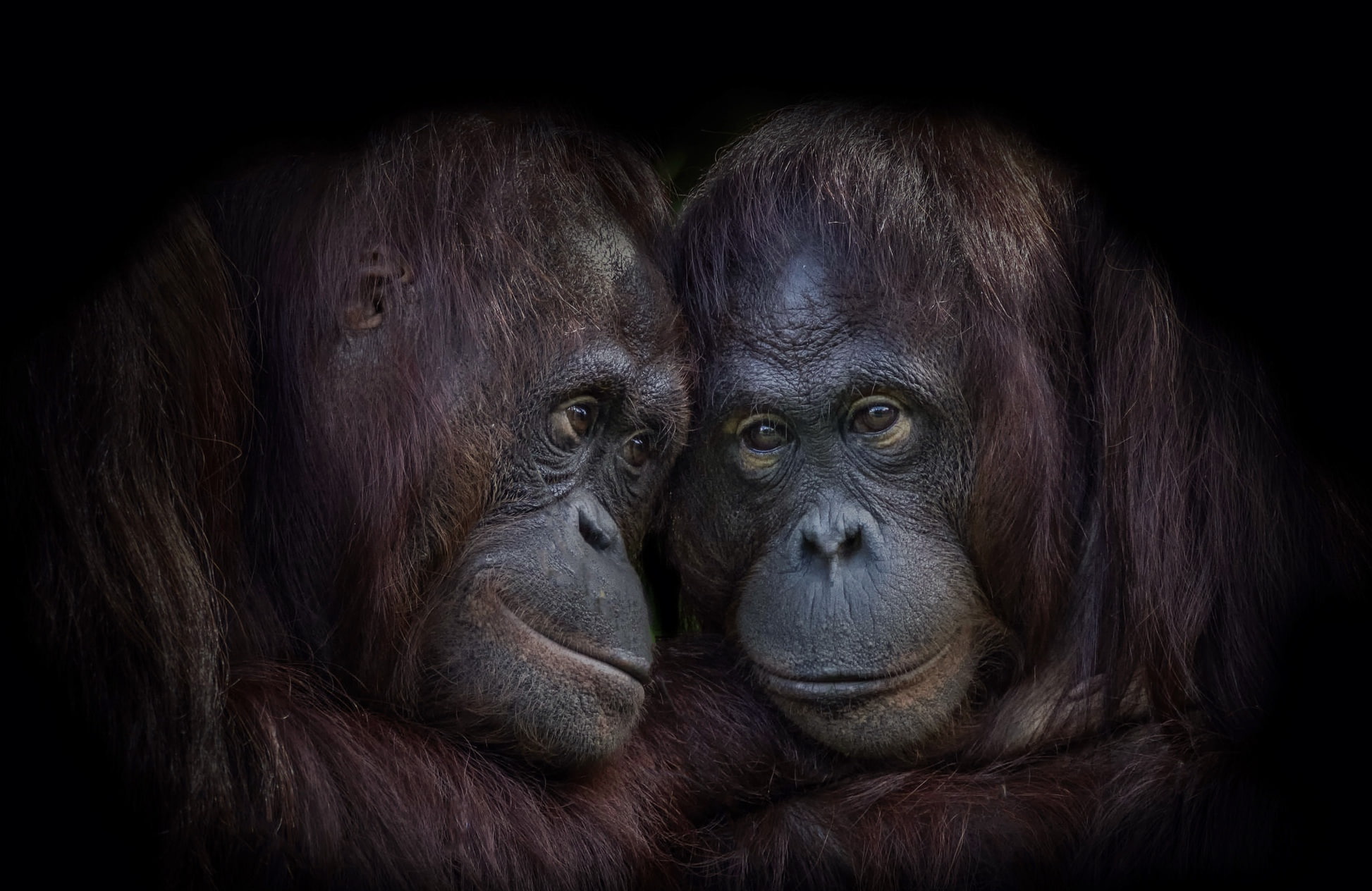 orangutans, animals, 1080P, apes, HD Wallpaper