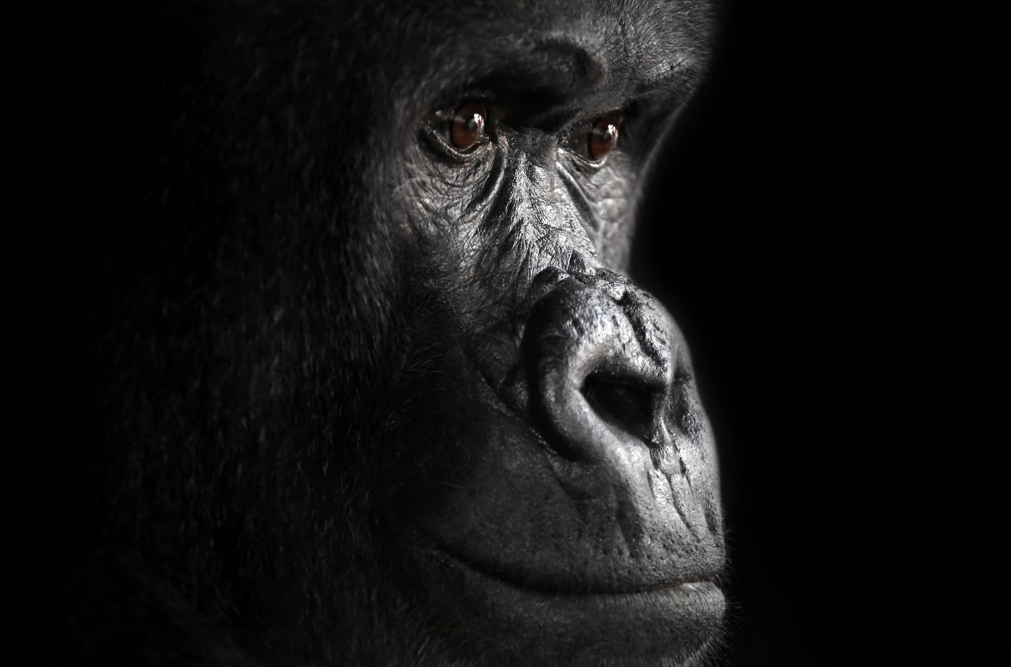 gorilla, looking away, studio shot, looking, apes, ape, one animal, no people, contemplation, 1080P, face, dark, animal body part, animal wildlife, mammal, HD Wallpaper