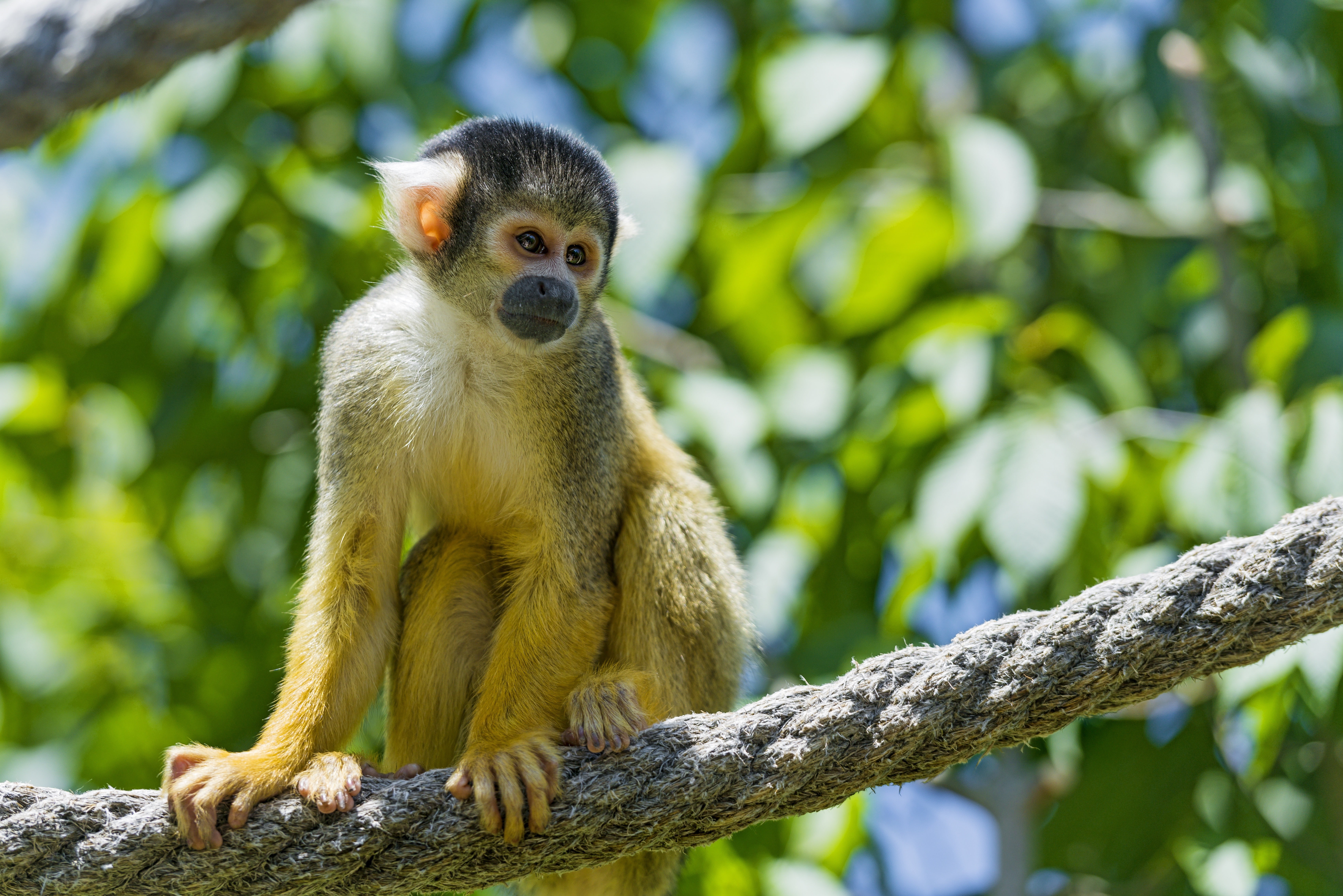 day, primate, 5K, tree, mammal, looking away, sitting, branch, one animal, apes, plant, focus on foreground, animals, animals in the wild, animal wildlife, HD Wallpaper