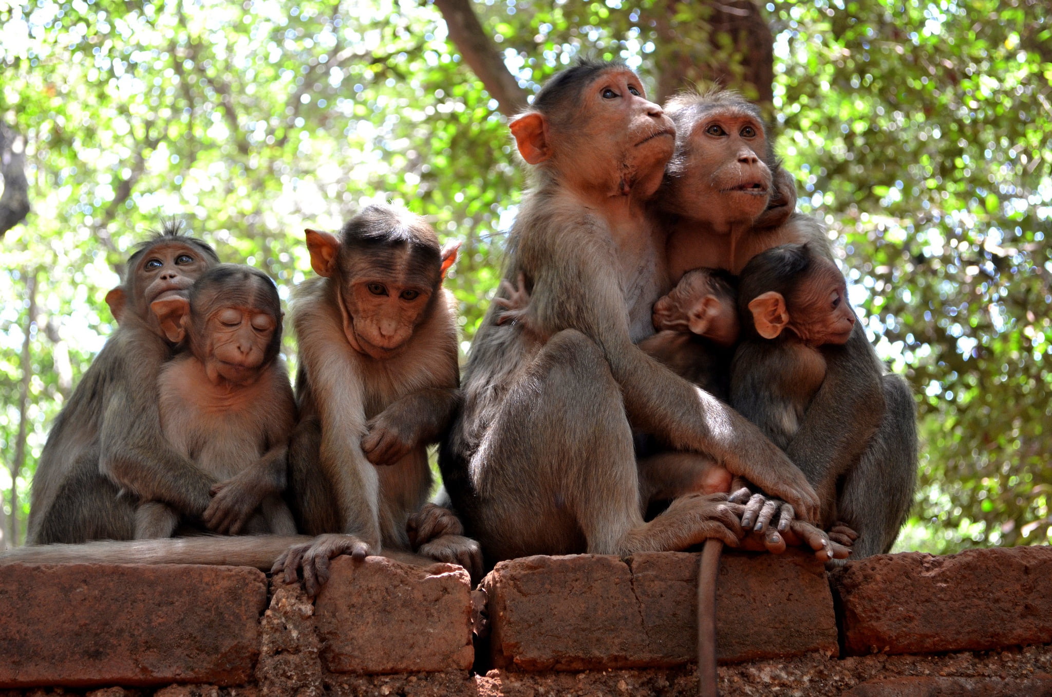 animals in the wild, day, togetherness, tree, primate, sitting, outdoors, group of animals, animals, focus on foreground, nature, young animal, animal wildlife, HD Wallpaper