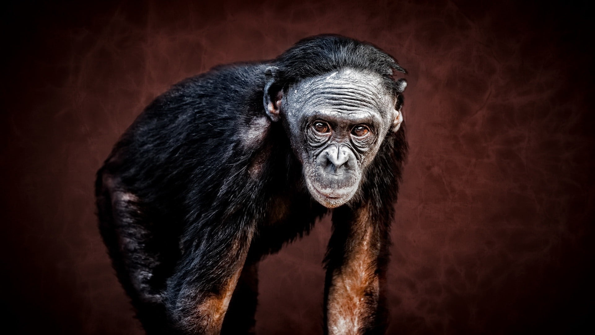 one animal, animals in the wild, animal wildlife, apes, no people, gorilla, vertebrate, animal body part, looking at camera, 1080P, portrait, animals, HD Wallpaper