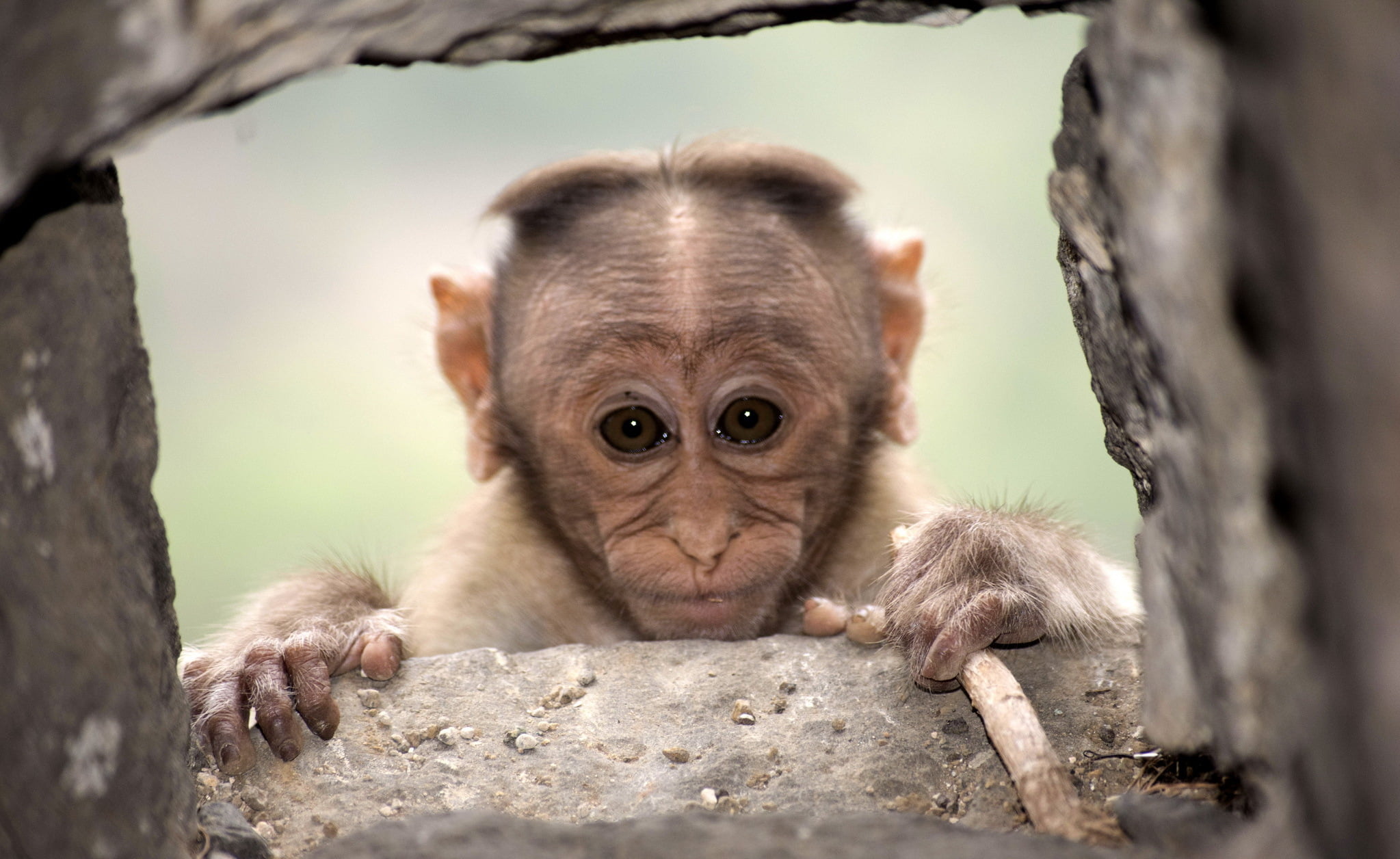 1080P, animals in the wild, young animal, tree, vertebrate, portrait, mammal, one animal, animal wildlife, close-up, primate, day, no people, looking at camera, HD Wallpaper