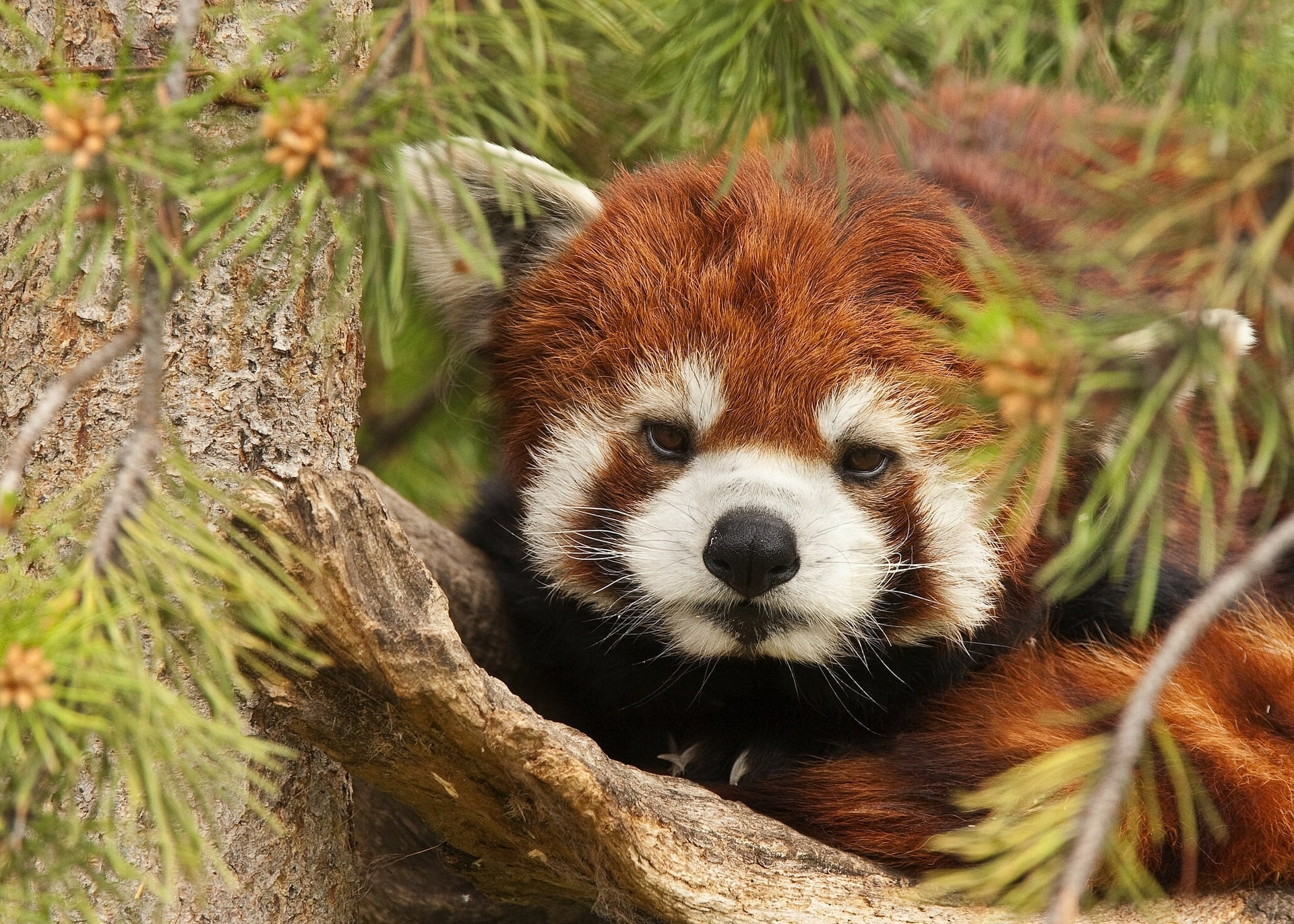 young Animal, animal themes, face, portrait, brown, branch, zoo, asia, forest, plant, looking, red, whisker, day, lesser panda, bear, animals In The Wild, HD Wallpaper