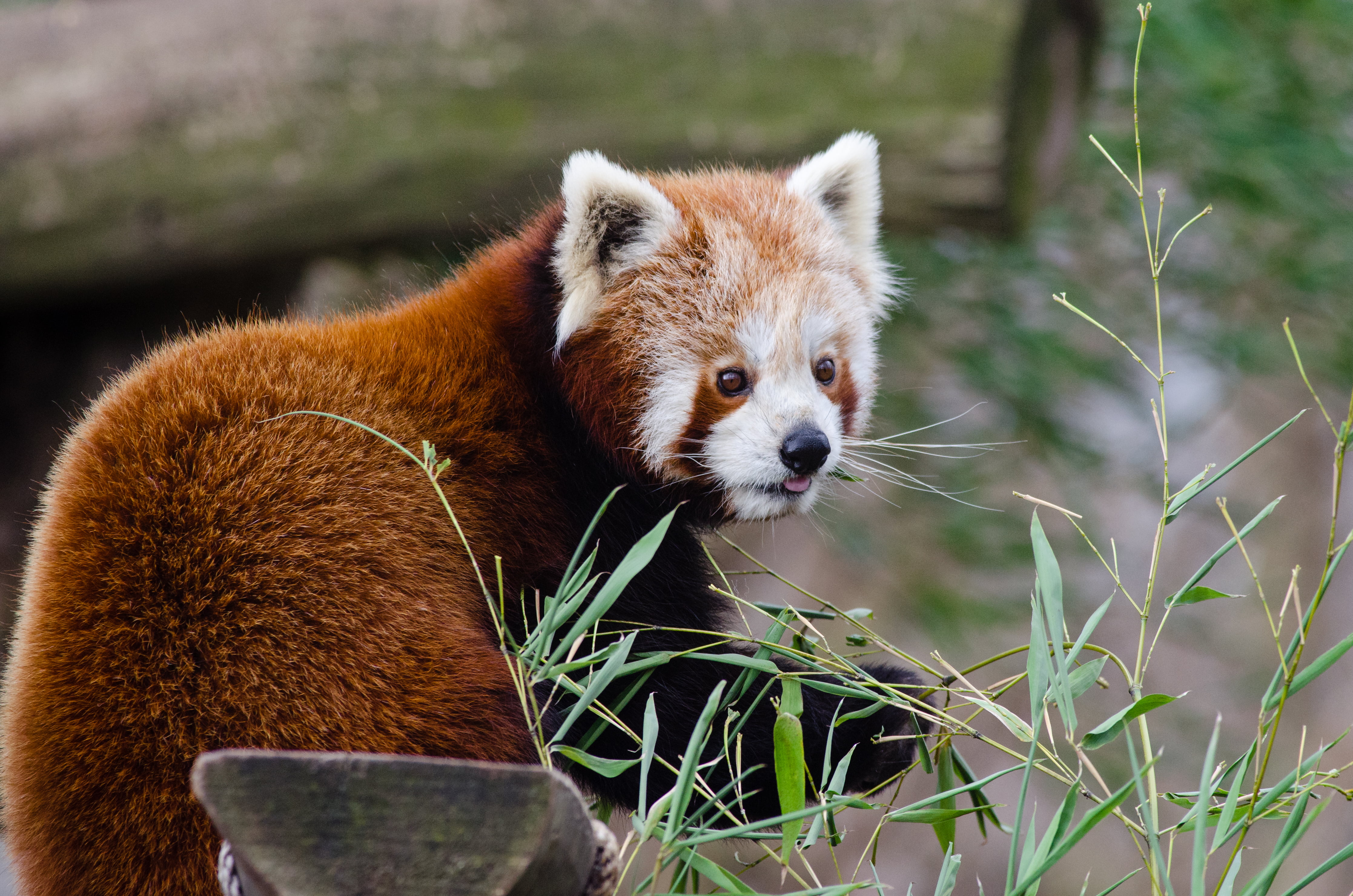 outdoors, animal themes, brown, animal wildlife, focus on foreground, animal, lesser panda, one animal, panda - animal, protruding tongue, bear, looking, HD Wallpaper