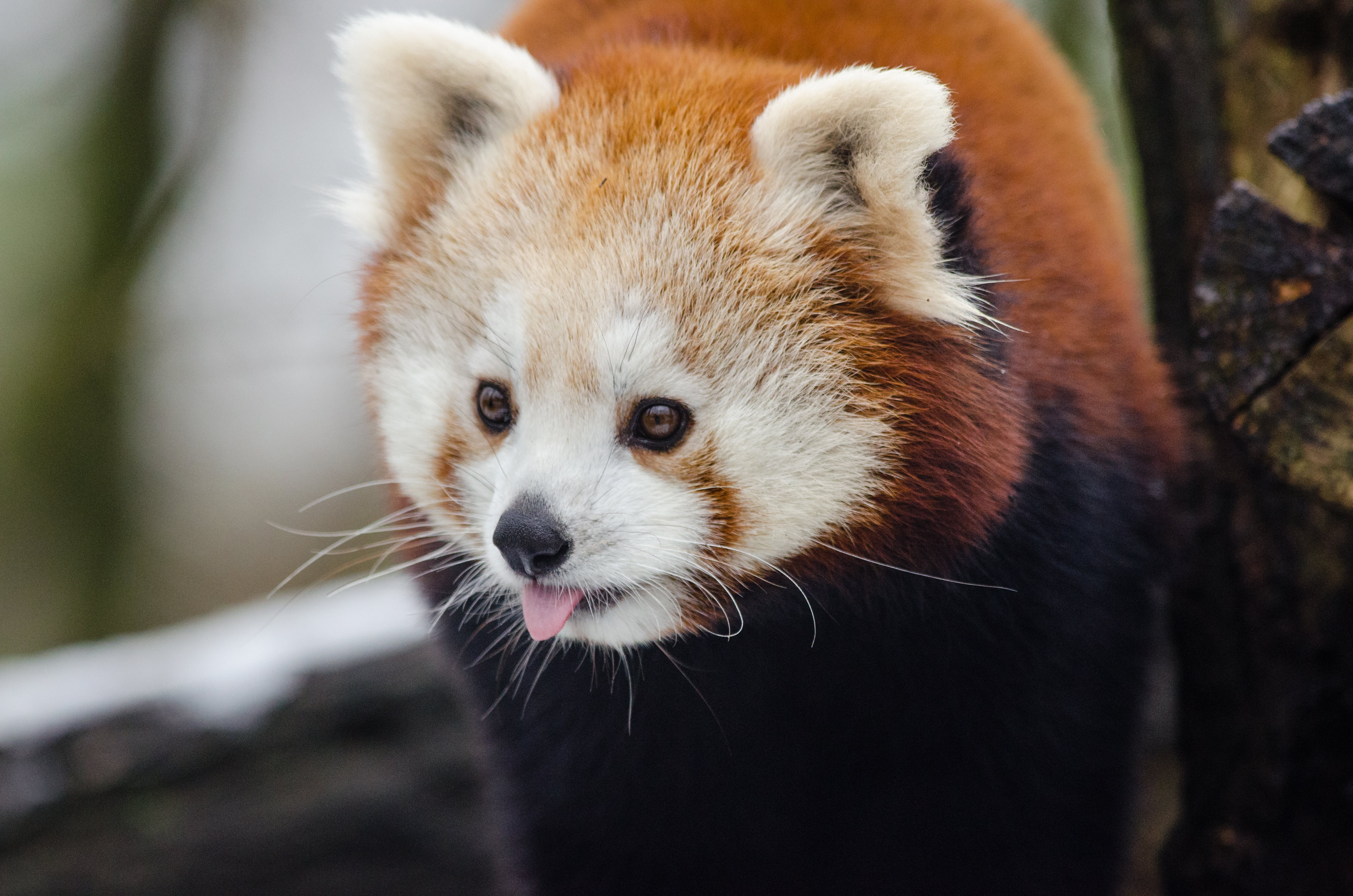 zoo, lesser panda, vertebrate, animal head, red, brown, outdoors, red panda, mammal, 4K, one Animal, asia, forest, animal themes, day, focus on foreground, HD Wallpaper
